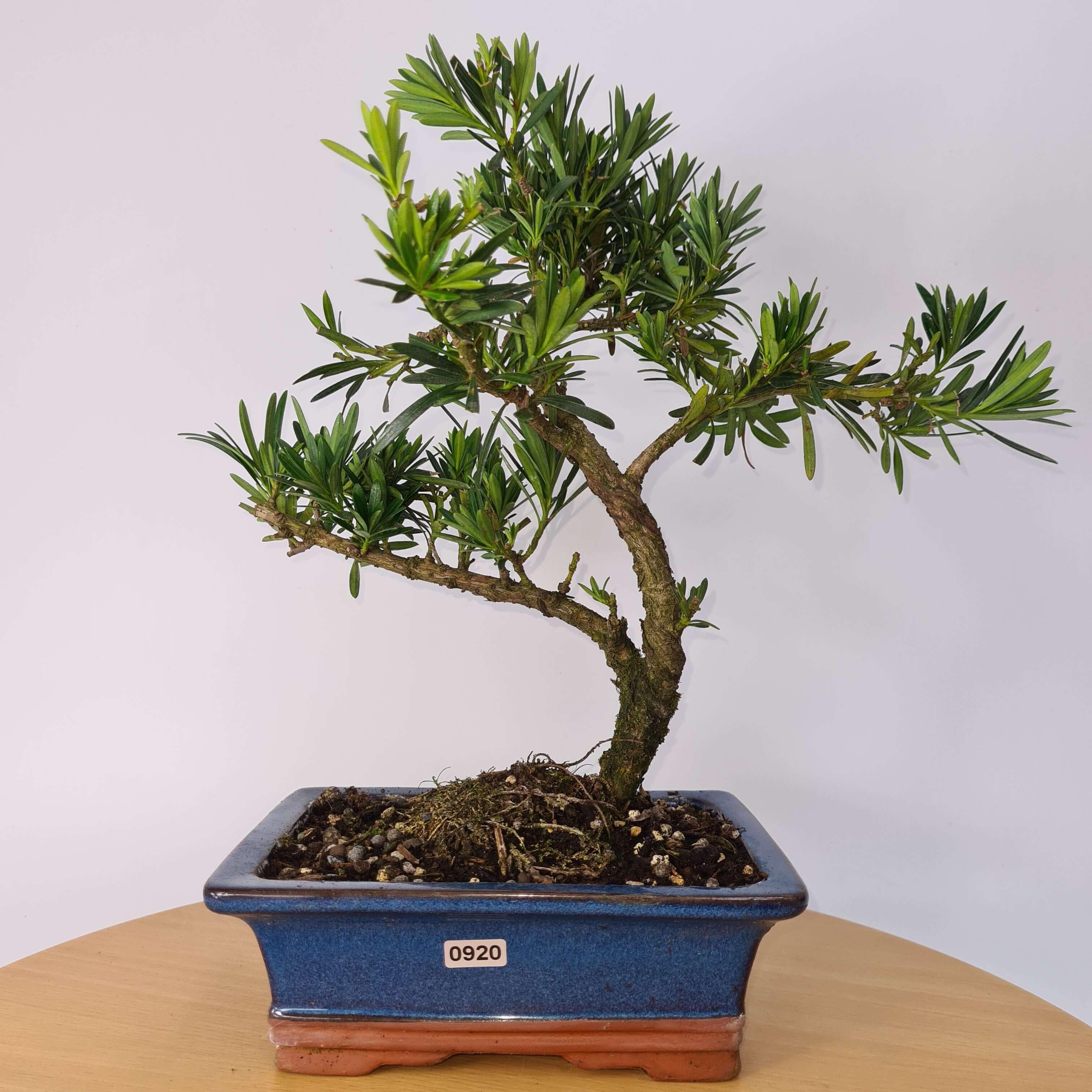 Buddhist Pine (Podocarpus Micro) Bonsai Tree | Shaped | In 20cm Pot