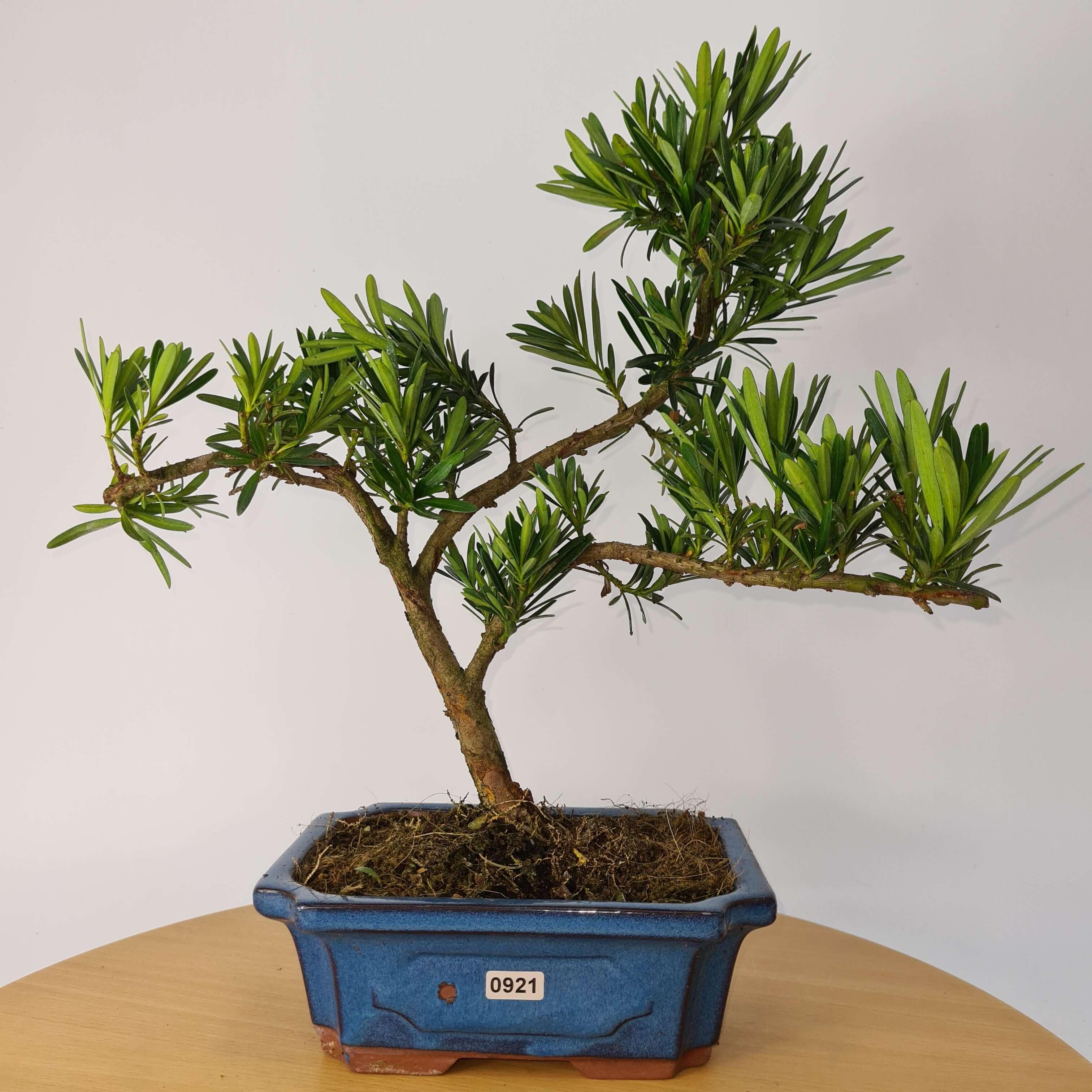 Buddhist Pine (Podocarpus Micro) Bonsai Tree | Shaped | In 20cm Pot