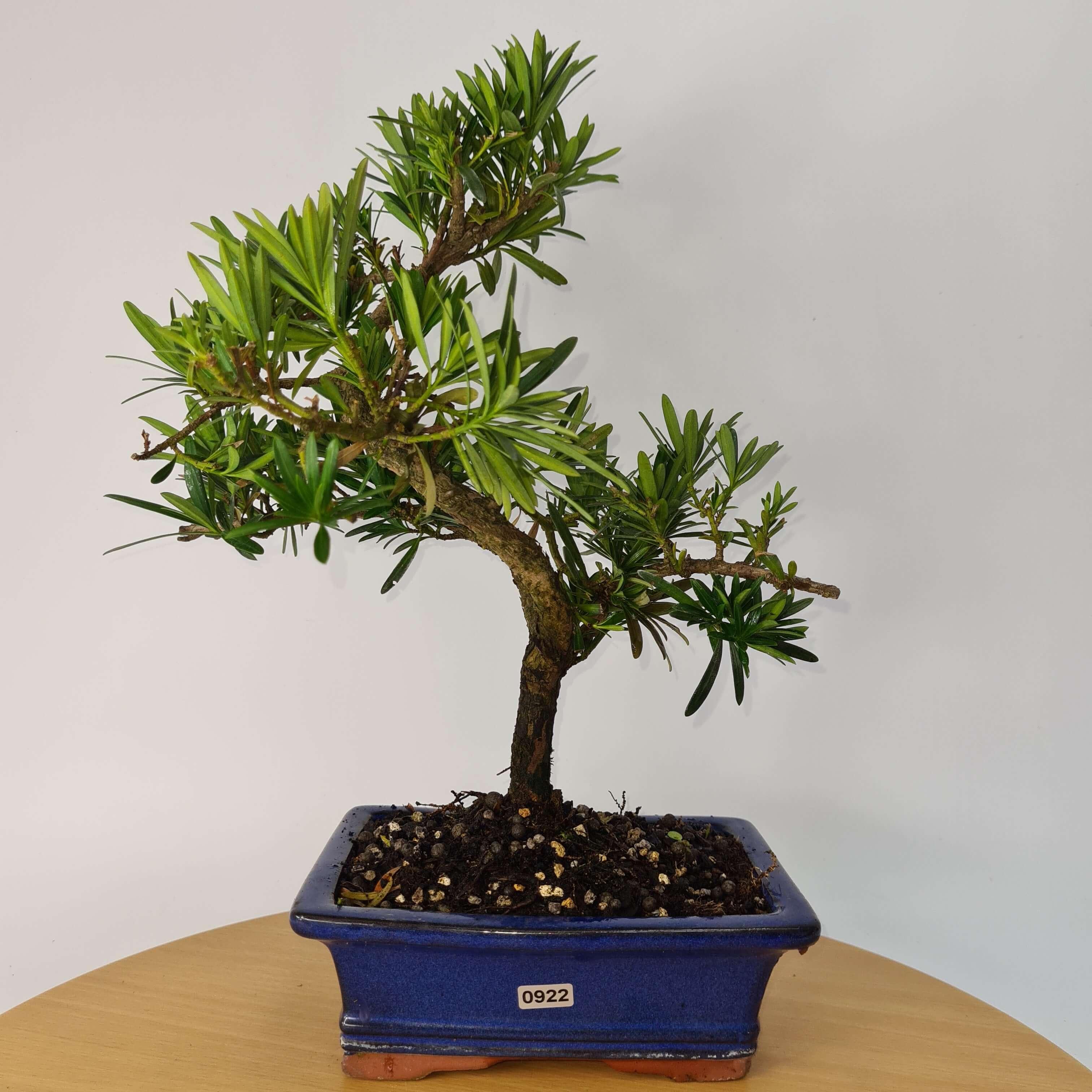 Buddhist Pine (Podocarpus Micro) Bonsai Tree | Shaped | In 20cm Pot