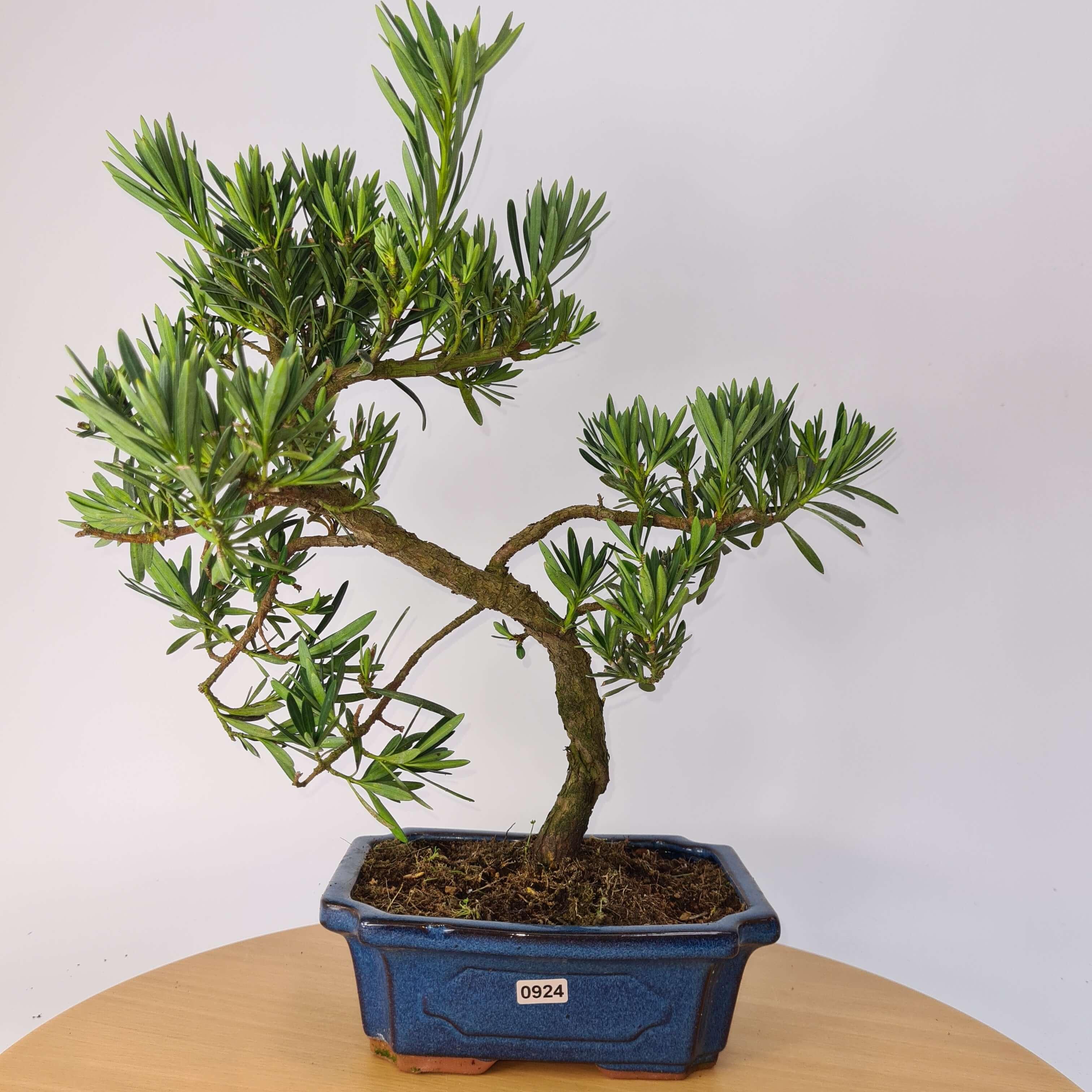 Buddhist Pine (Podocarpus Micro) Bonsai Tree | Shaped | In 20cm Pot