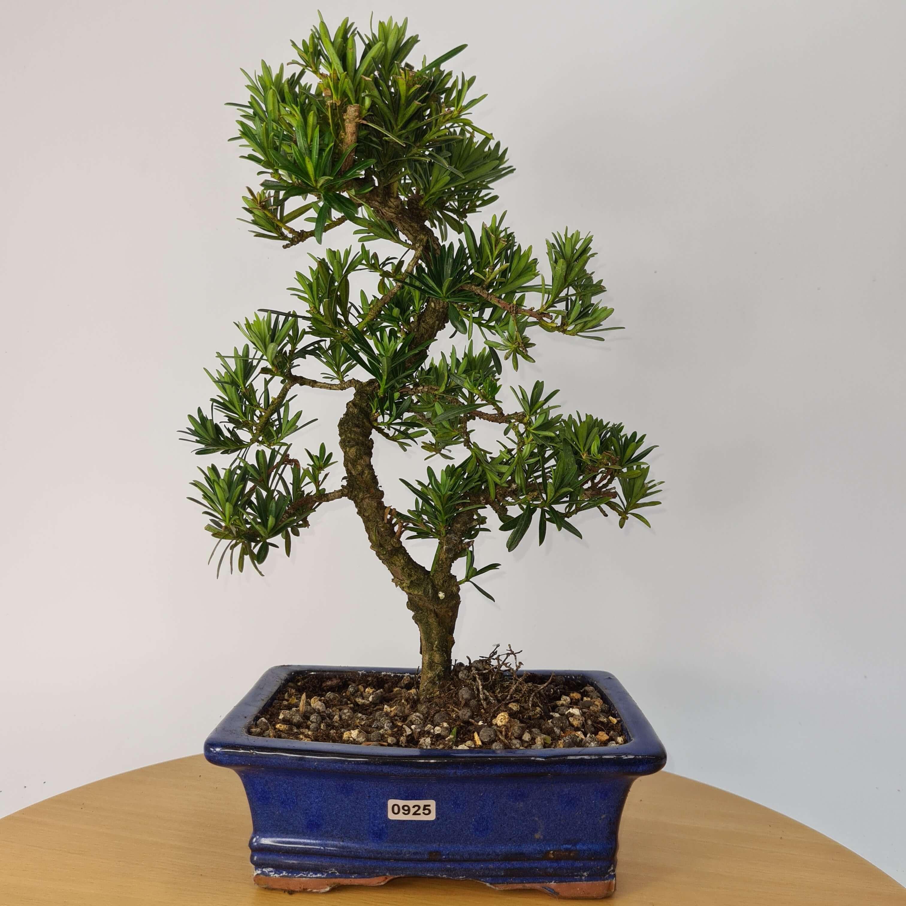 Buddhist Pine (Podocarpus Micro) Bonsai Tree | Shaped | In 20cm Pot