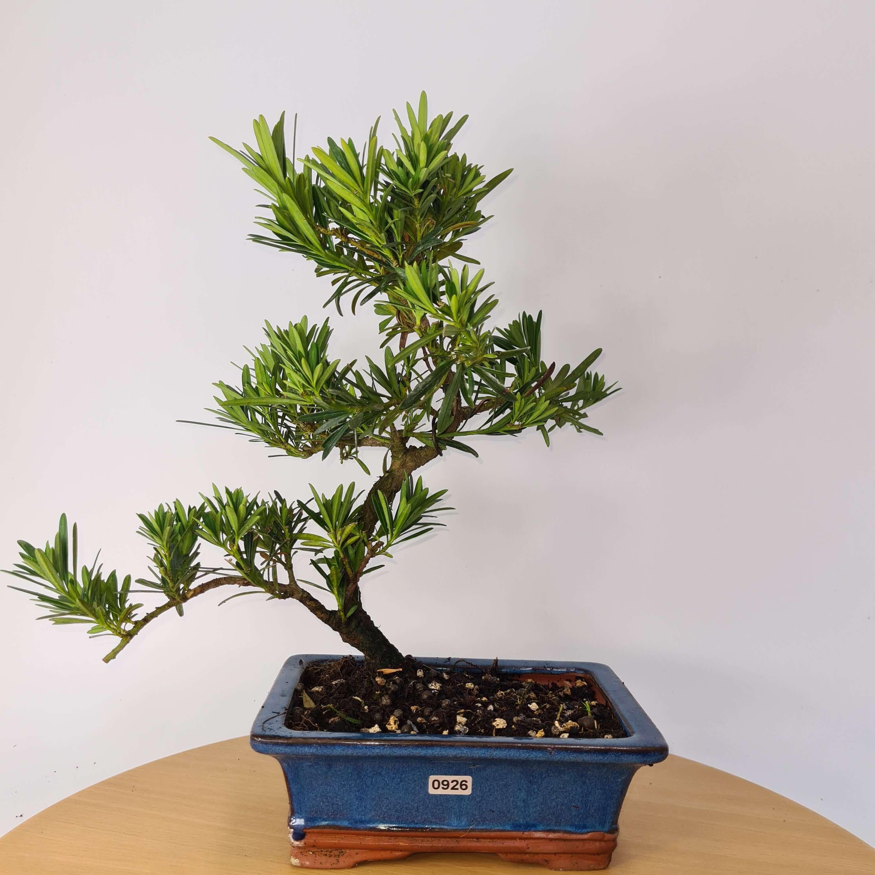 Buddhist Pine (Podocarpus Micro) Bonsai Tree | Shaped | In 20cm Pot