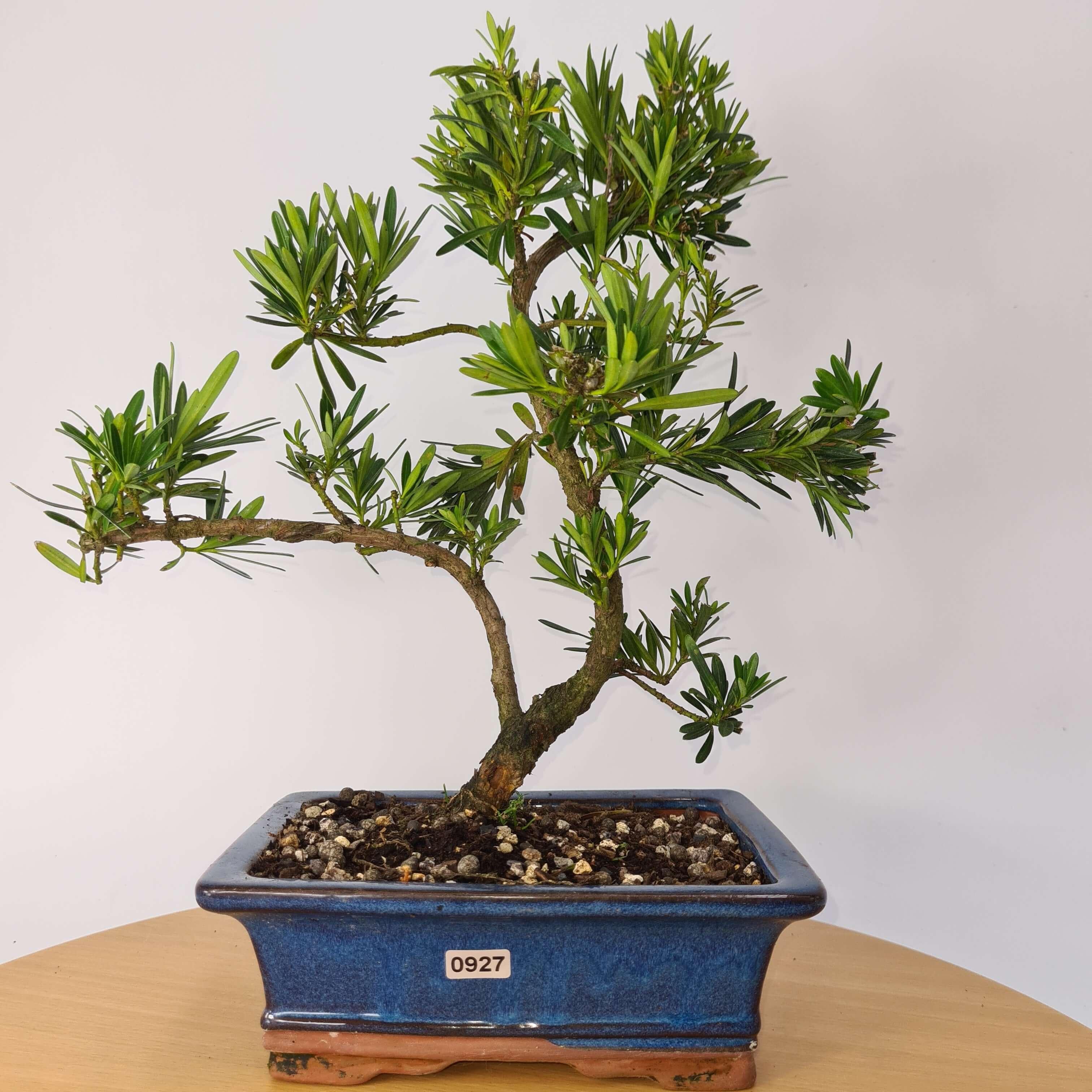 Buddhist Pine (Podocarpus Micro) Bonsai Tree | Shaped | In 20cm Pot