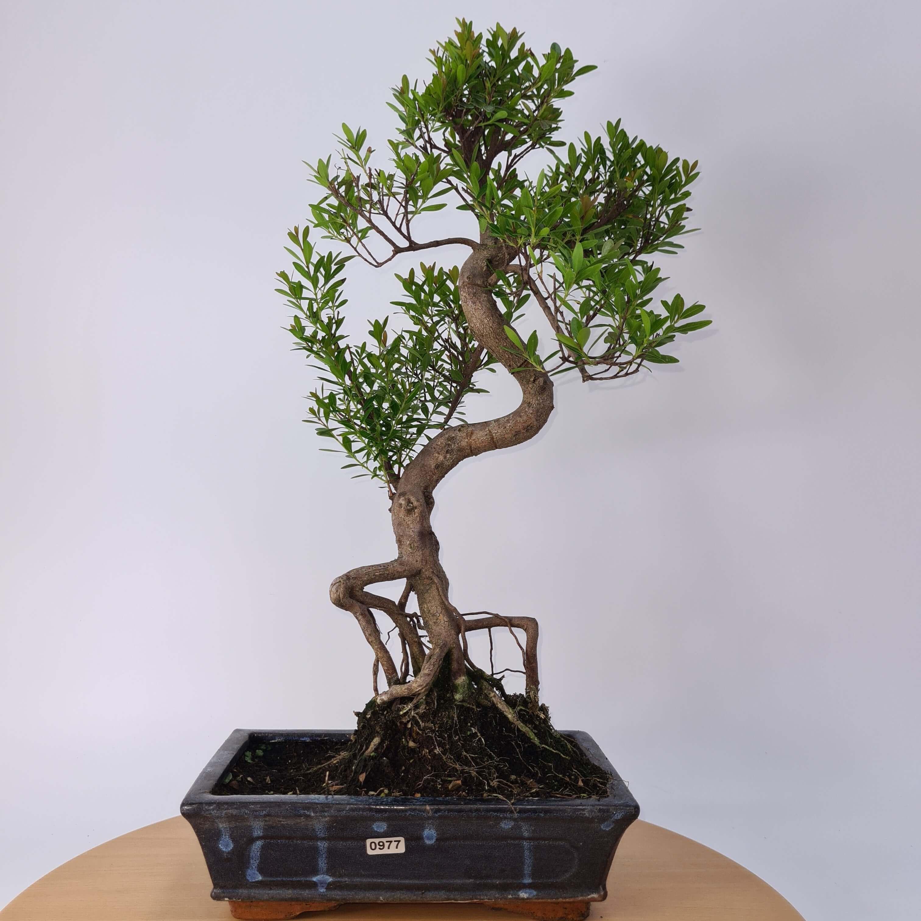 Brush Cherry (Syzygium) Bonsai Tree | Shaped | In 25cm Pot