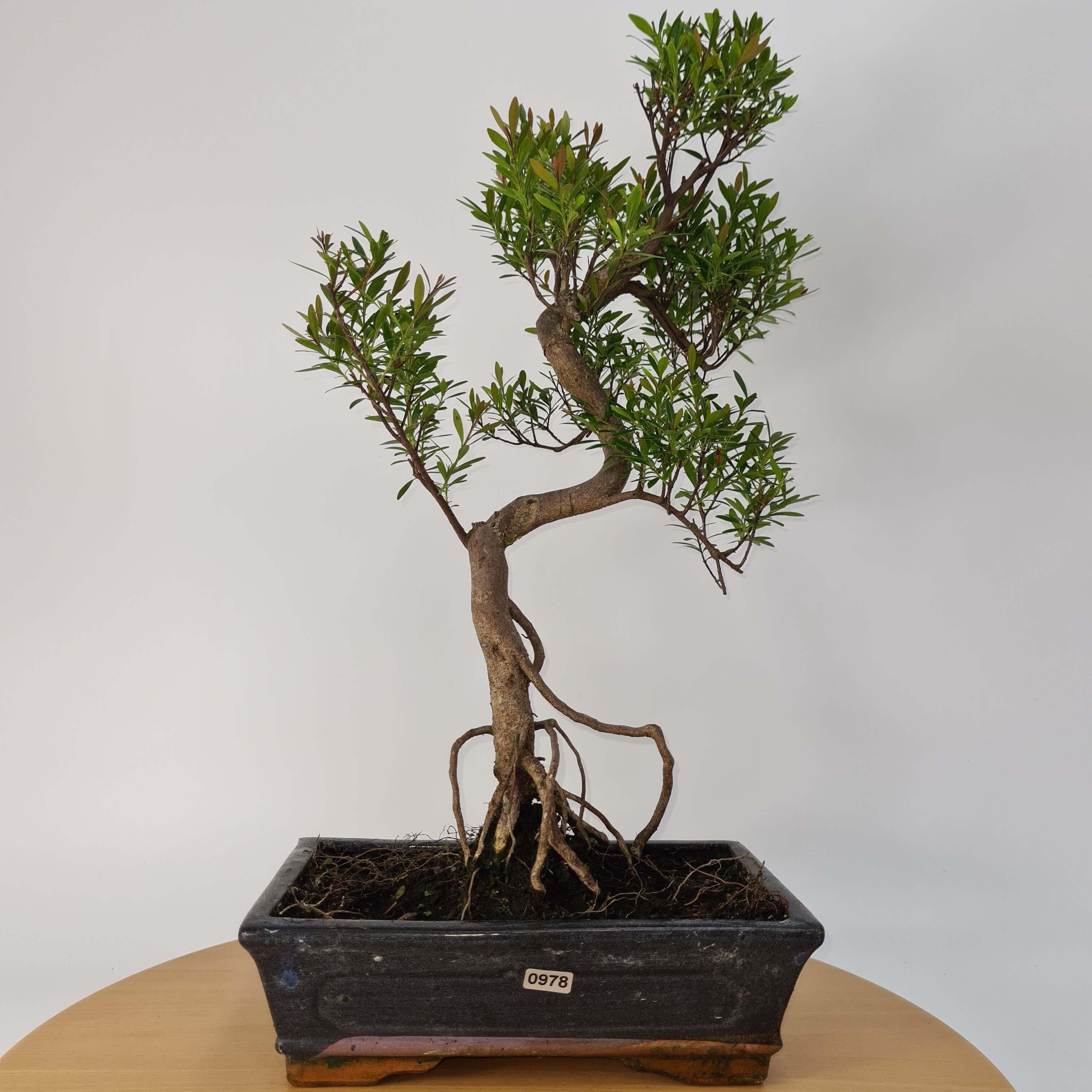 Brush Cherry (Syzygium) Bonsai Tree | Shaped | In 25cm Pot