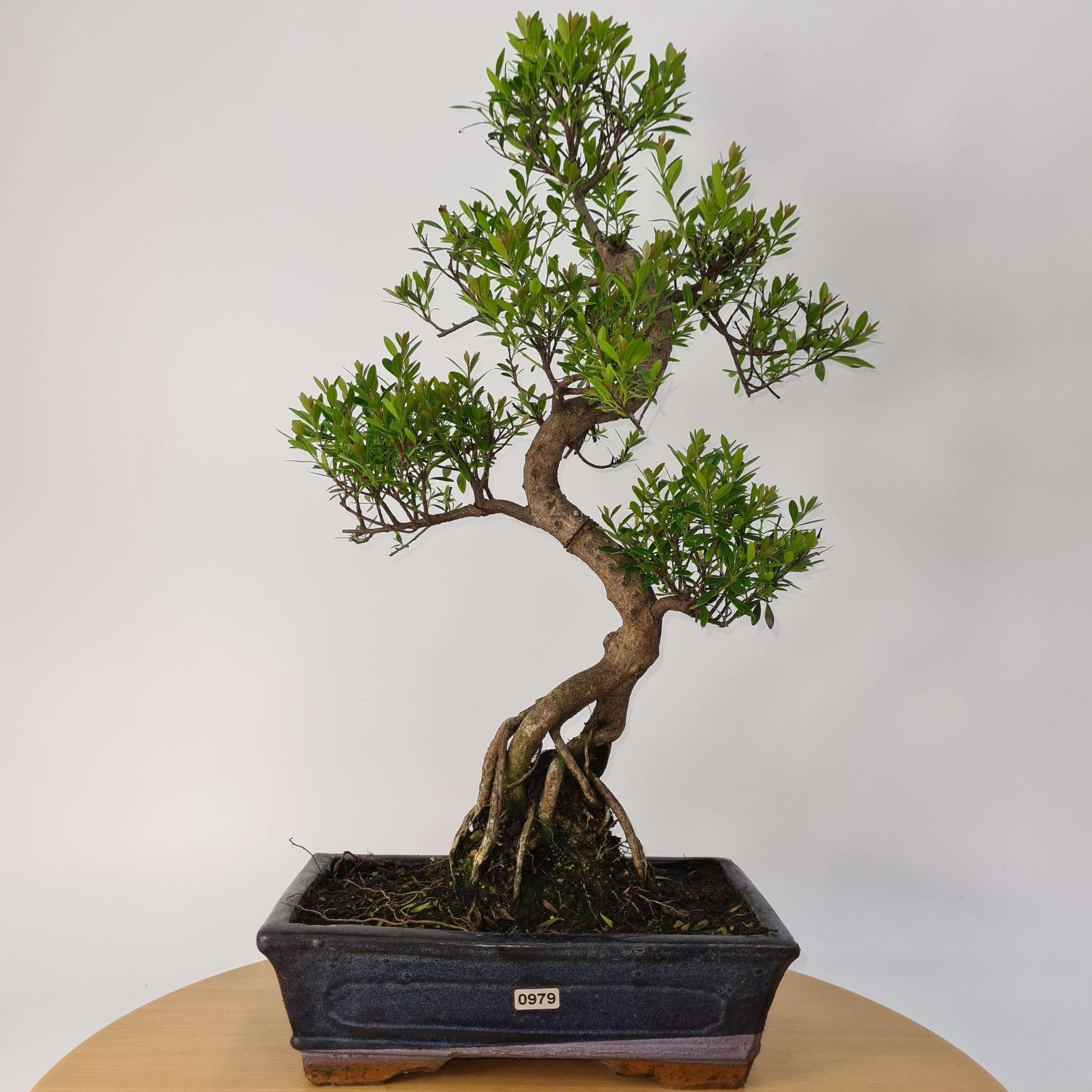 Brush Cherry (Syzygium) Bonsai Tree | Shaped | In 25cm Pot