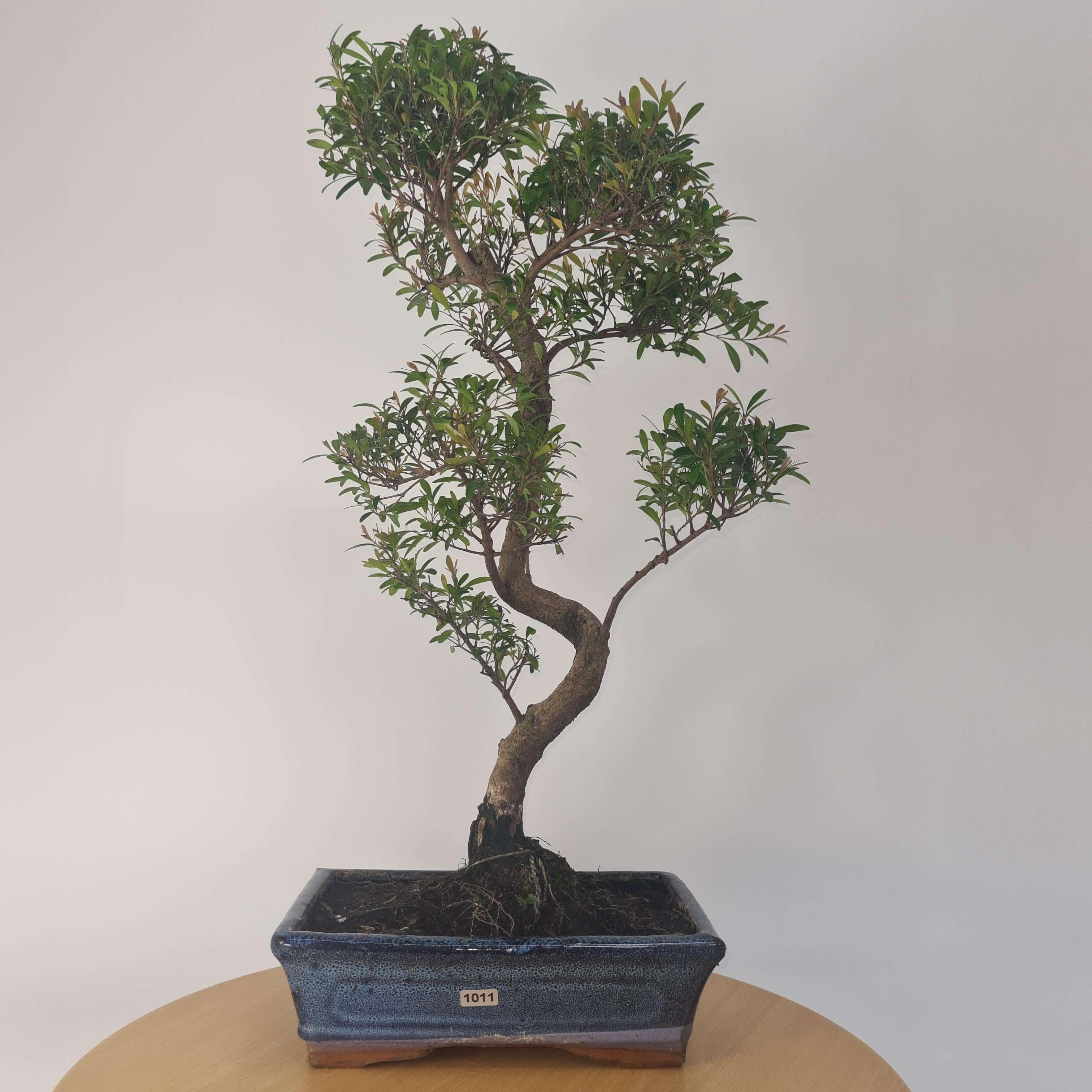 Brush Cherry (Syzygium) Bonsai Tree | Shaped | In 25cm Pot