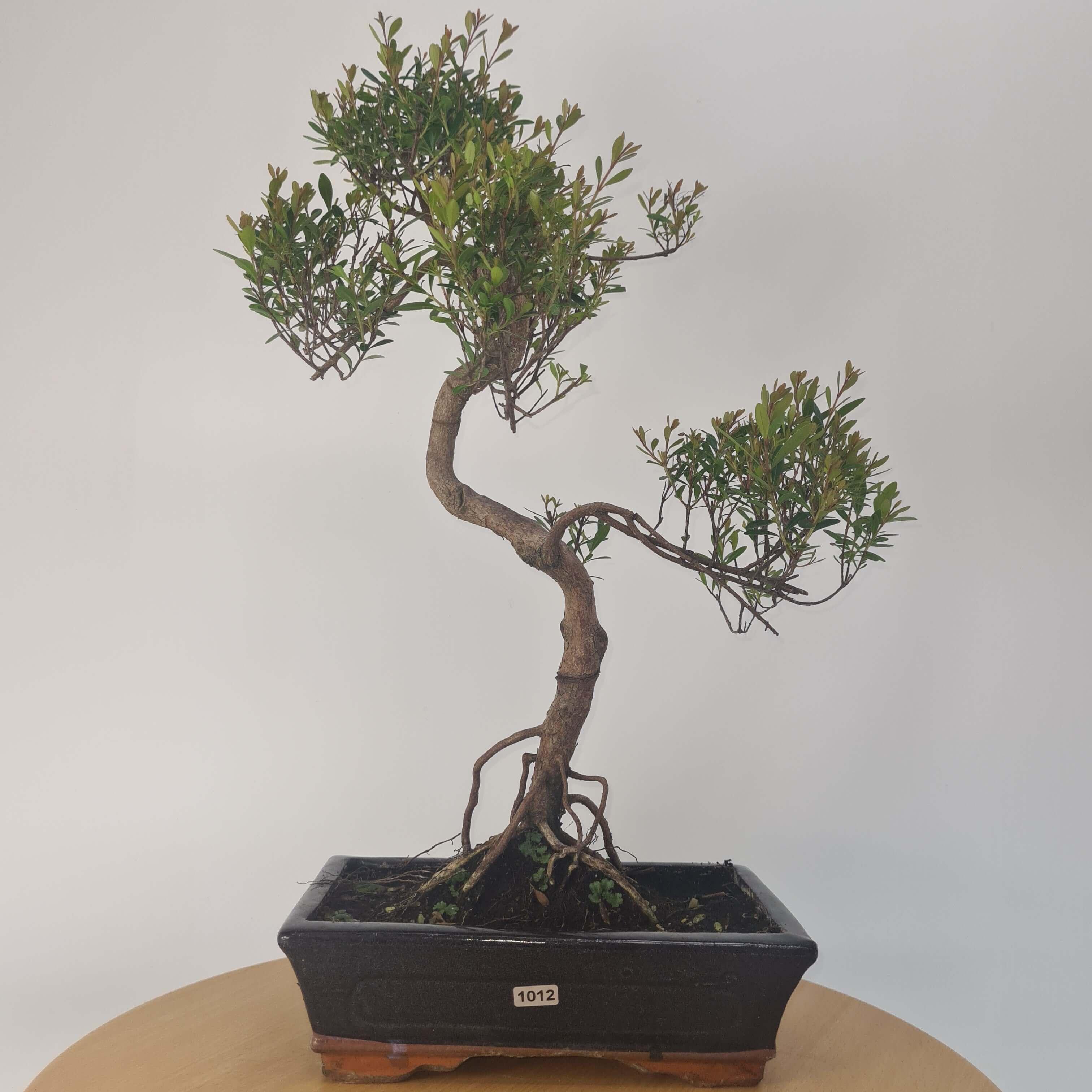 Brush Cherry (Syzygium) Bonsai Tree | Shaped | In 25cm Pot