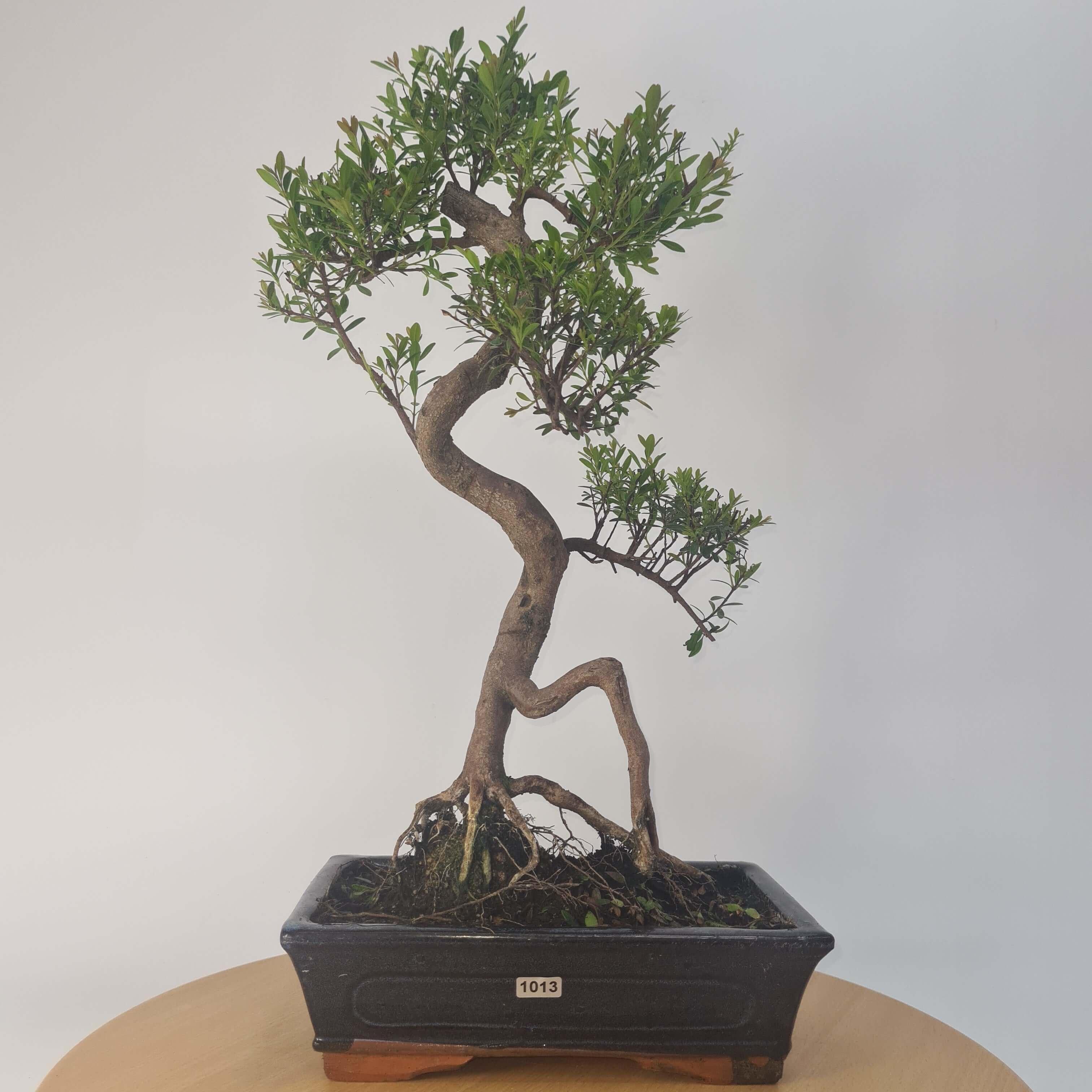 Brush Cherry (Syzygium) Bonsai Tree | Shaped | In 25cm Pot