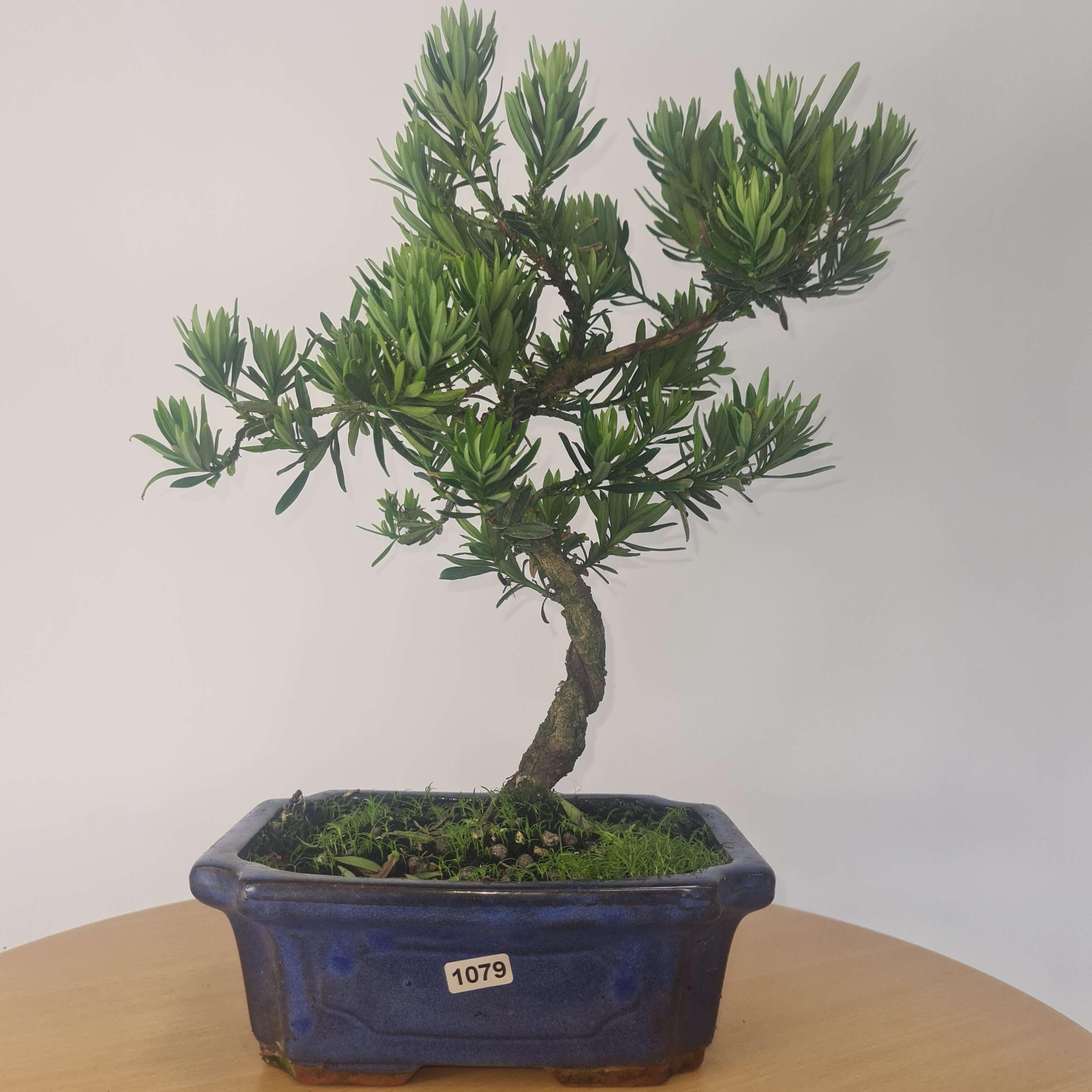 Buddhist Pine (Podocarpus Micro) Bonsai Tree | Shaped | In 20cm Pot
