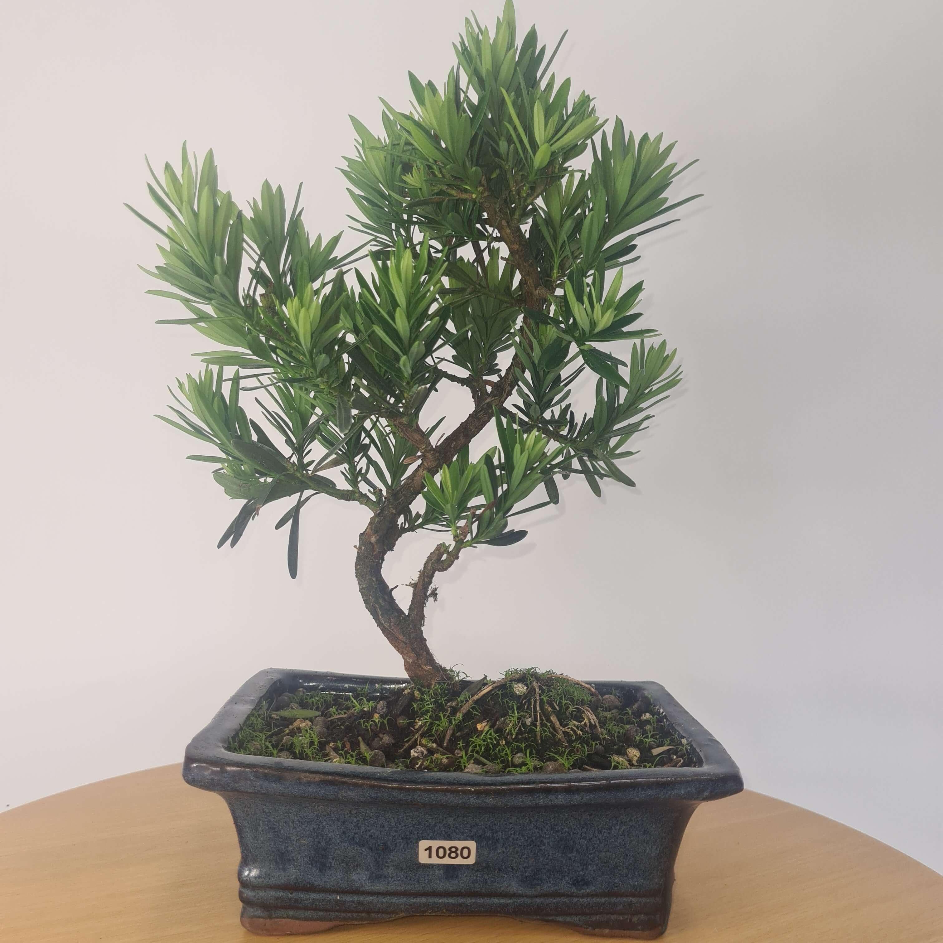 Buddhist Pine (Podocarpus Micro) Bonsai Tree | Shaped | In 20cm Pot