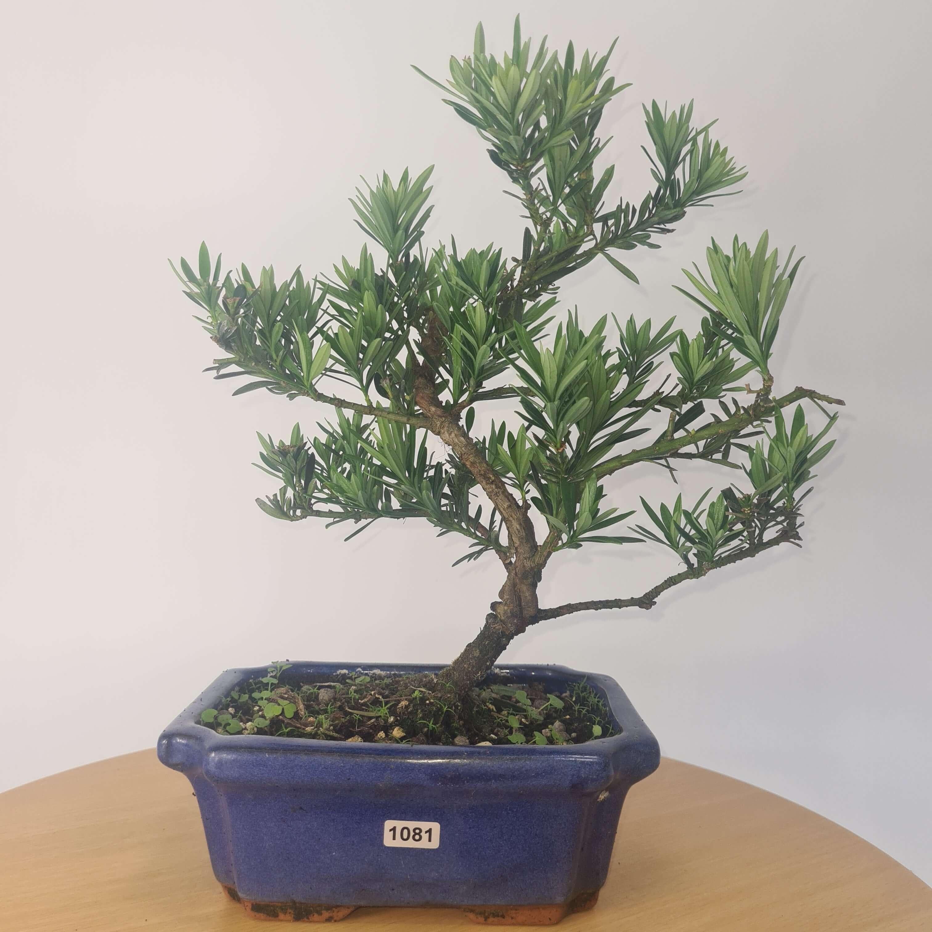 Buddhist Pine (Podocarpus Micro) Bonsai Tree | Shaped | In 20cm Pot