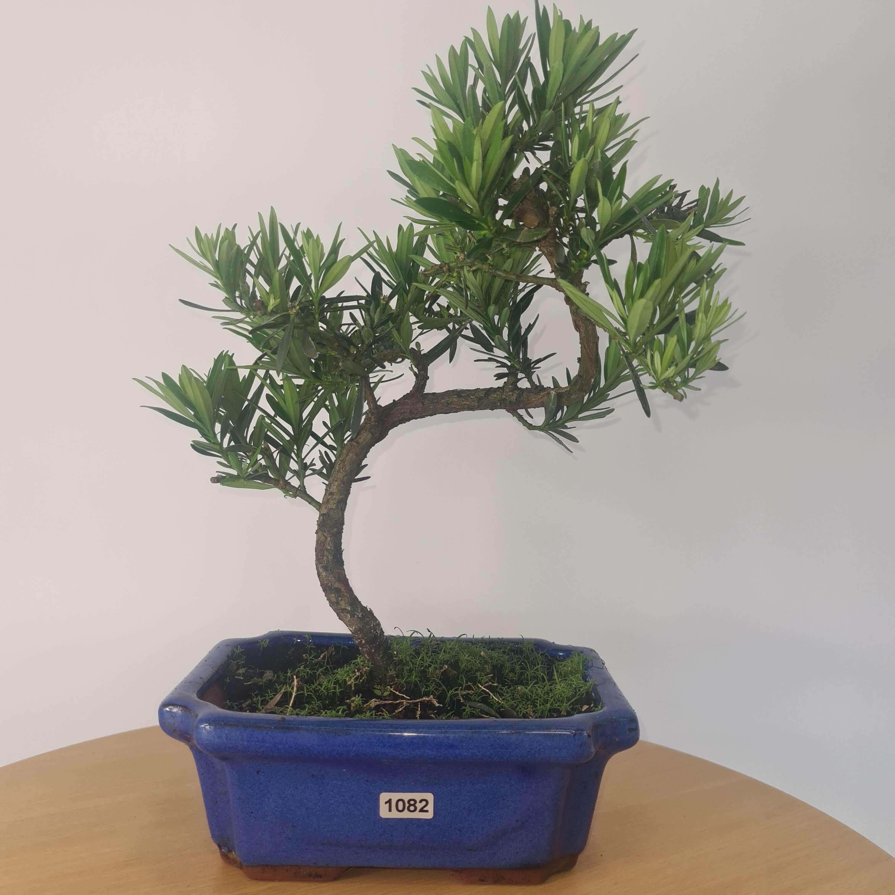 Buddhist Pine (Podocarpus Micro) Bonsai Tree | Shaped | In 20cm Pot