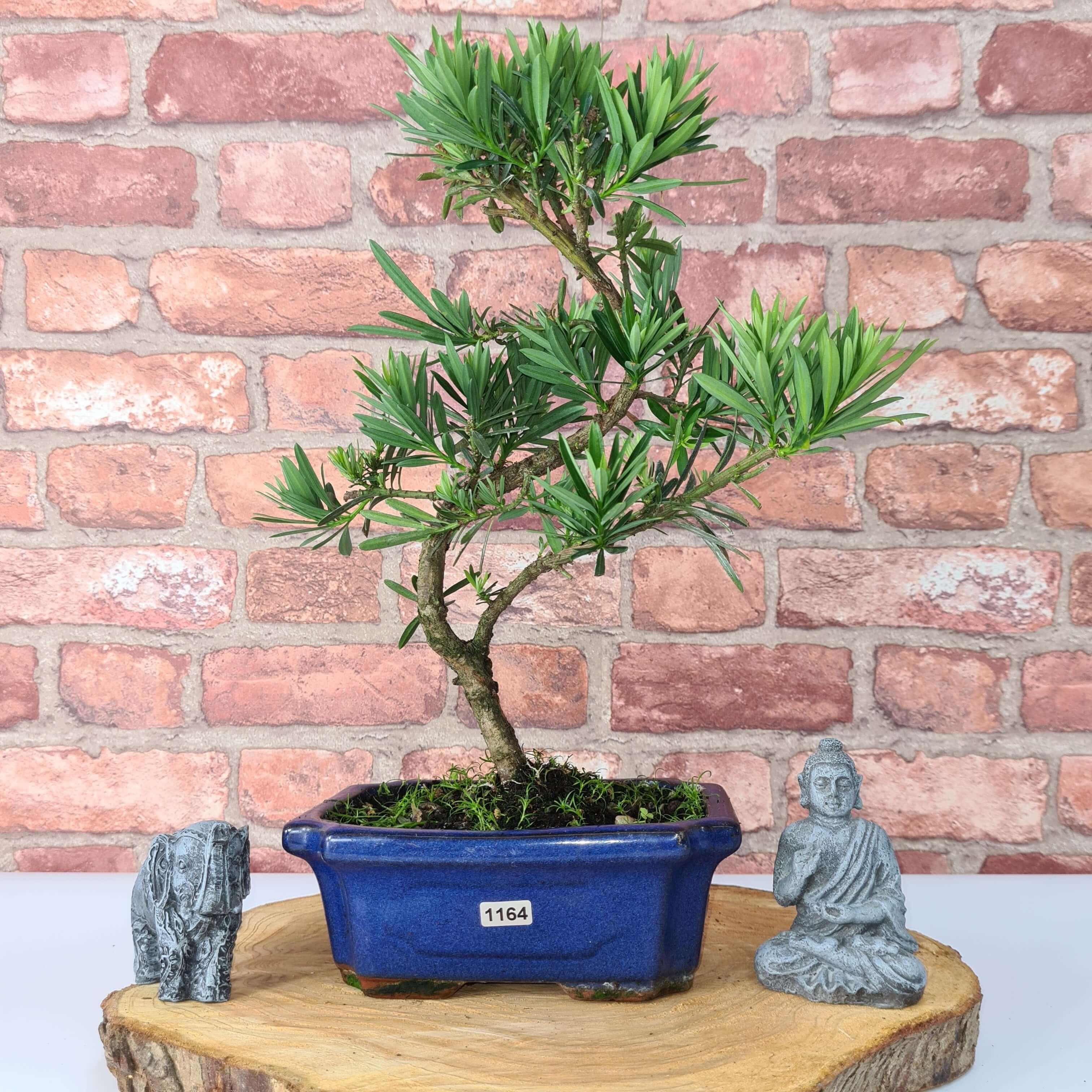 Buddhist Pine (Podocarpus Micro) Bonsai Tree | Shaped | In 20cm Pot