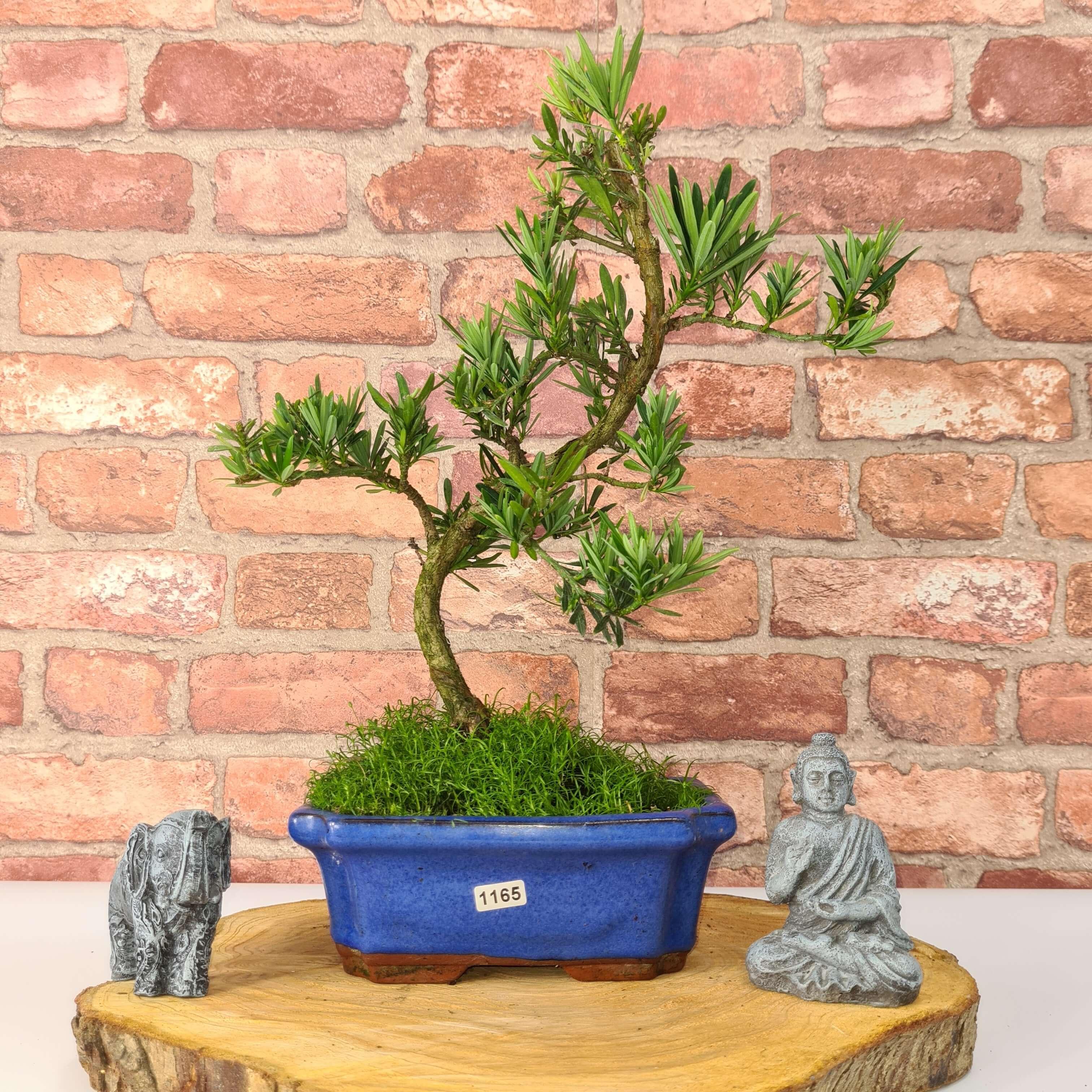Buddhist Pine (Podocarpus Micro) Bonsai Tree | Shaped | In 20cm Pot