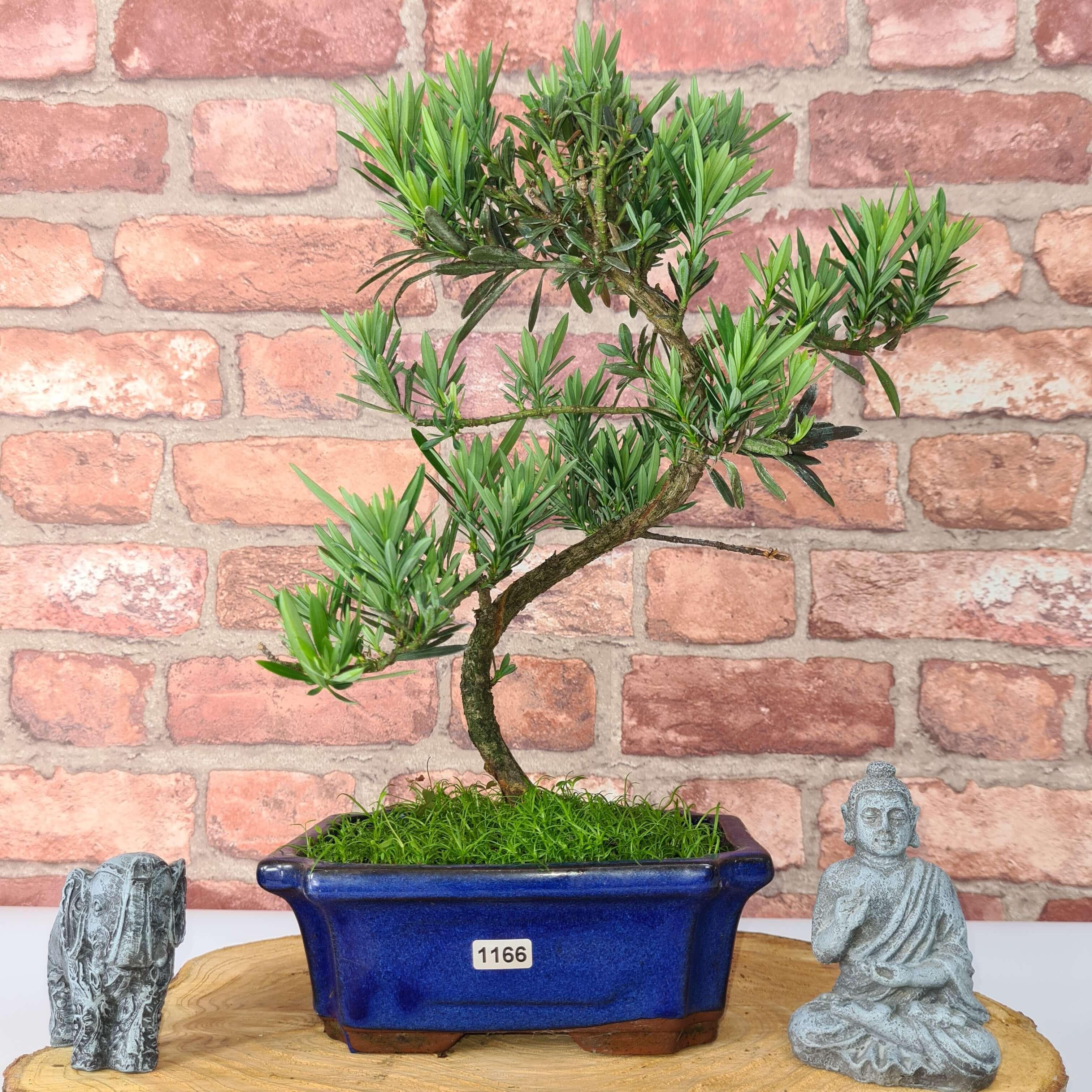 Buddhist Pine (Podocarpus Micro) Bonsai Tree | Shaped | In 20cm Pot