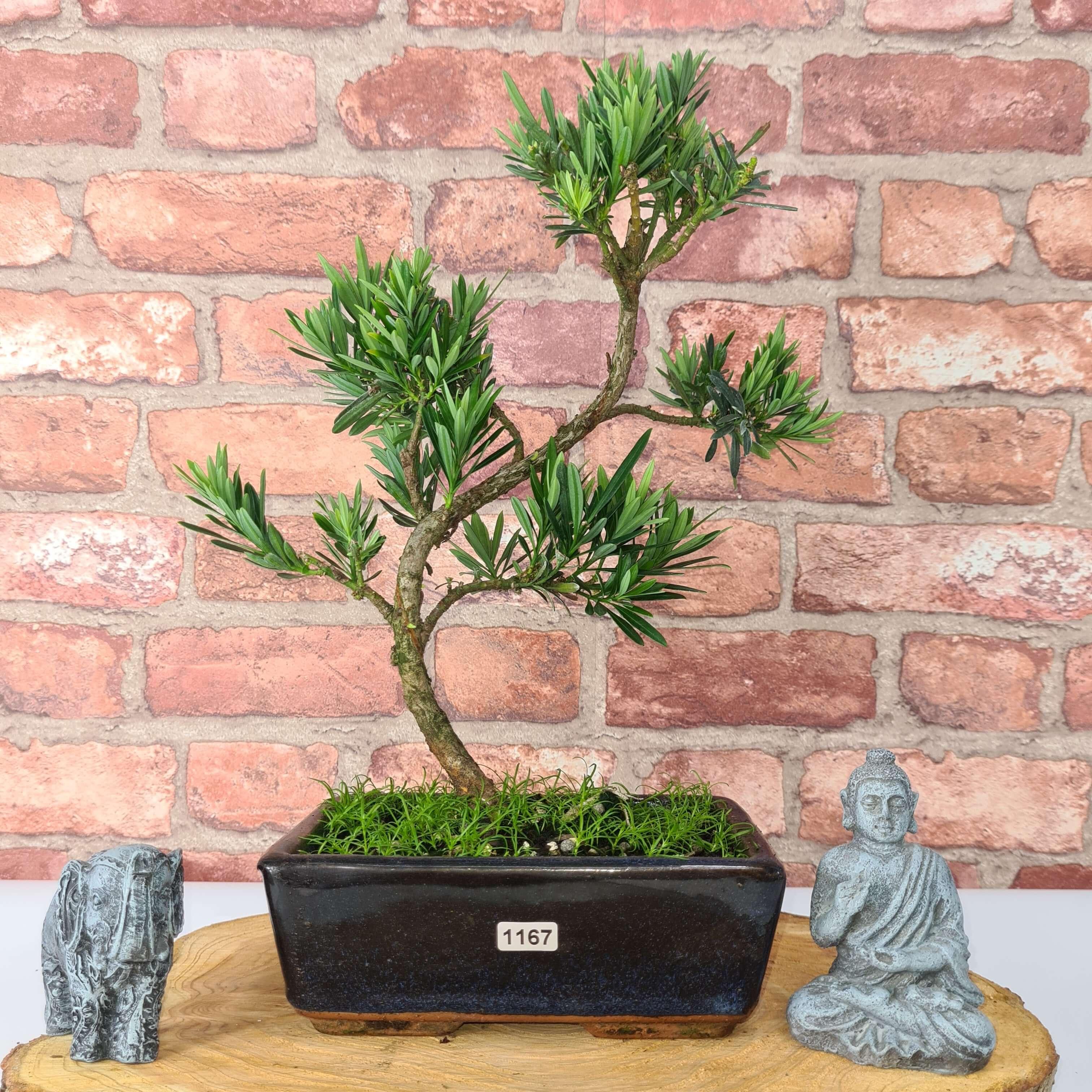 Buddhist Pine (Podocarpus Micro) Bonsai Tree | Shaped | In 20cm Pot