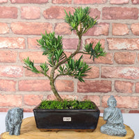 Buddhist Pine (Podocarpus Micro) Bonsai Tree | Shaped | In 20cm Pot