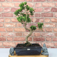 Buddhist Pine (Podocarpus Micro) Bonsai Tree | Shaped | In 30cm Pot