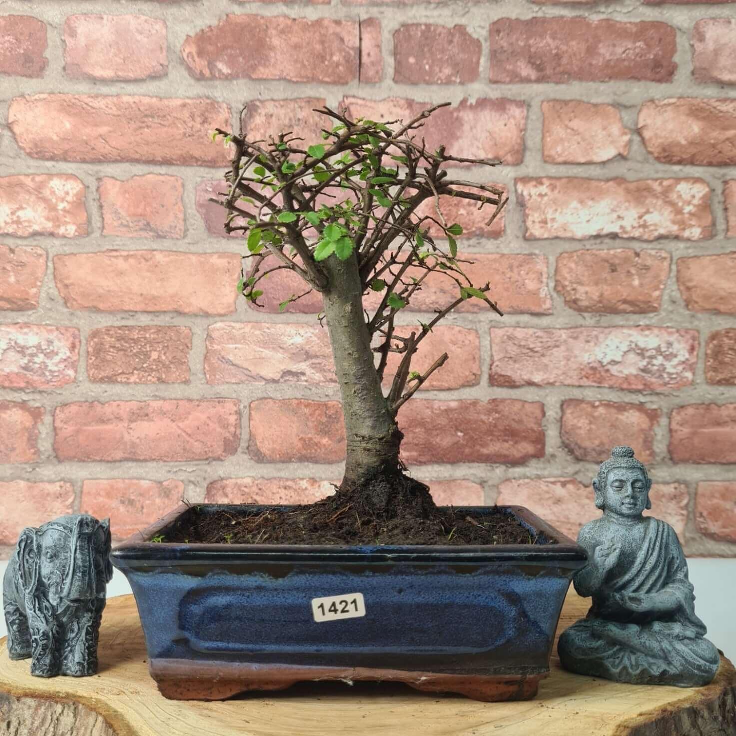 Chinese Elm (Ulmus Parvifolia) Bonsai Tree | Broom | In 20cm Pot