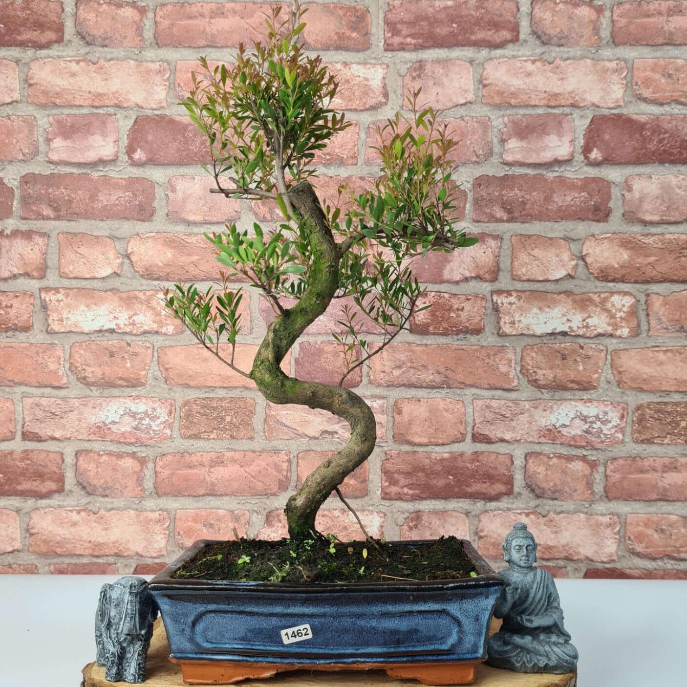 Brush Cherry (Syzygium) Bonsai Tree | Shaped | In 25cm Pot