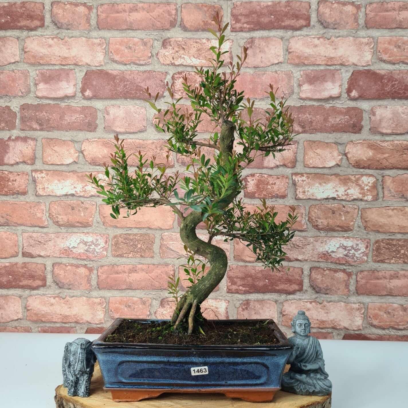 Brush Cherry (Syzygium) Bonsai Tree | Shaped | In 25cm Pot