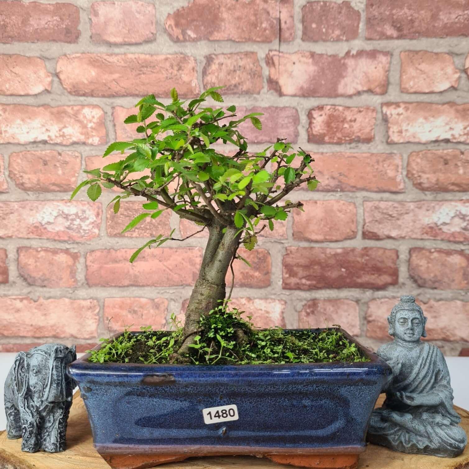 Chinese Elm (Ulmus Parvifolia) Bonsai Tree | Broom | In 20cm Pot