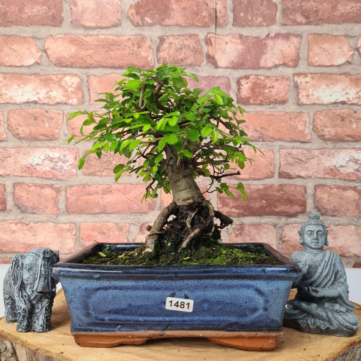 Chinese Elm (Ulmus Parvifolia) Bonsai Tree | Broom | In 20cm Pot