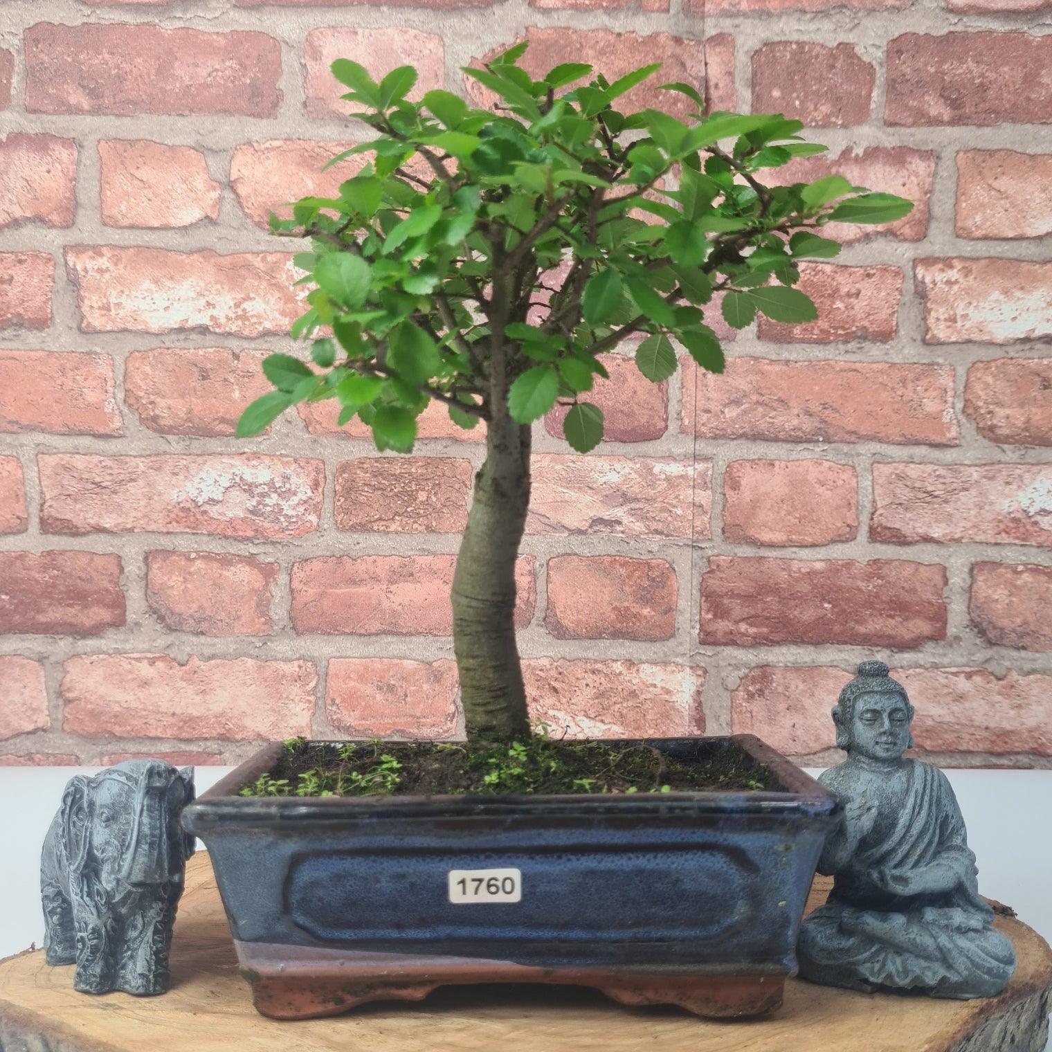 Chinese Elm (Ulmus Parvifolia) Bonsai Tree | Broom | In 20cm Pot