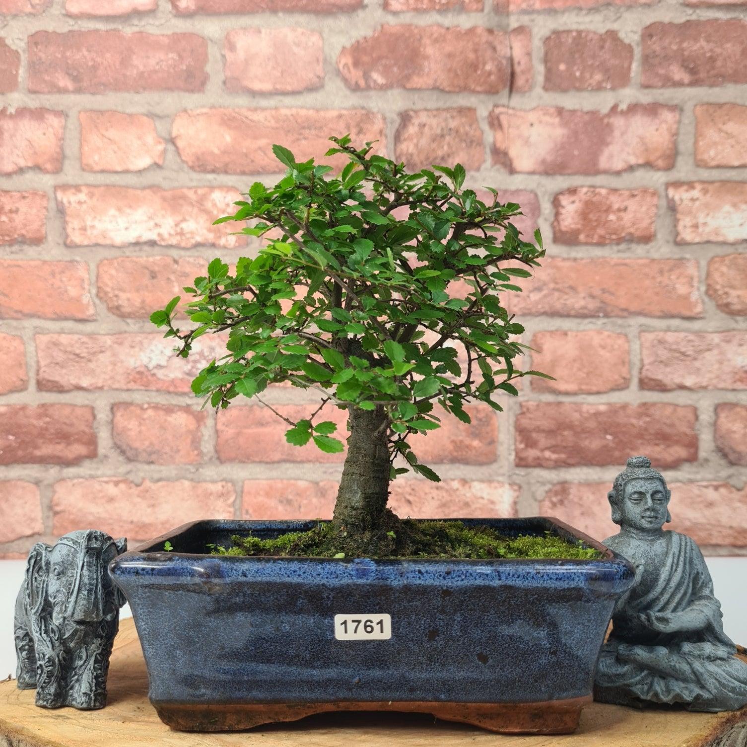 Chinese Elm (Ulmus Parvifolia) Bonsai Tree | Broom | In 20cm Pot