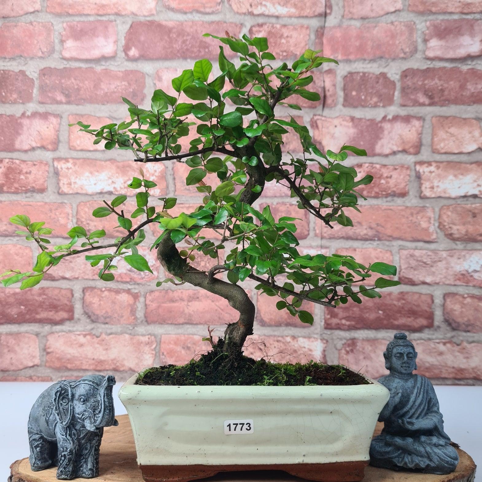 Bird Plum (Sageretia) Bonsai Tree | Shaped | In 20cm Pot