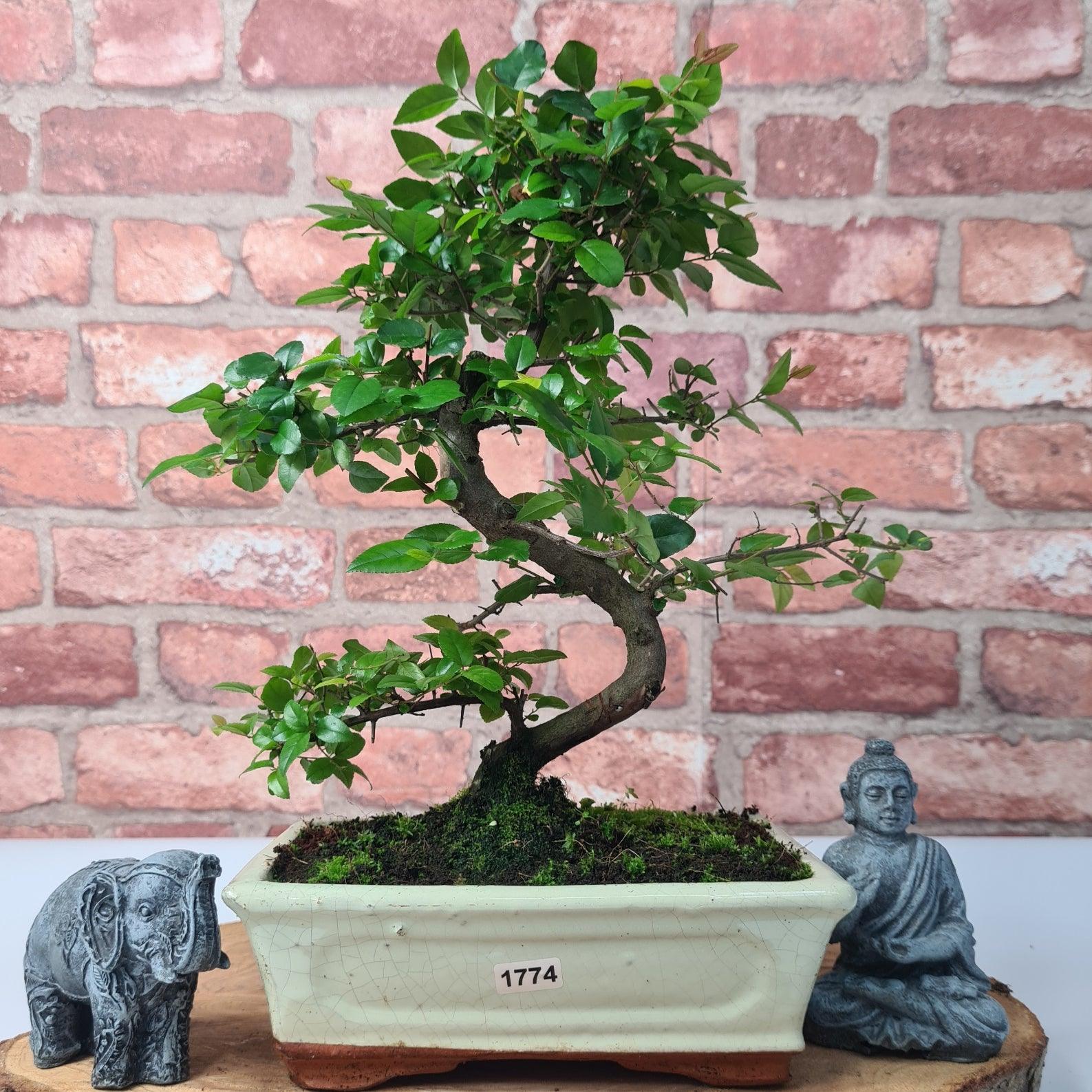 Bird Plum (Sageretia) Bonsai Tree | Shaped | In 20cm Pot
