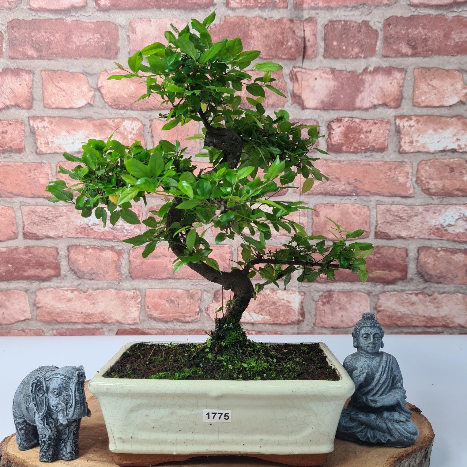 Bird Plum (Sageretia) Bonsai Tree | Shaped | In 20cm Pot