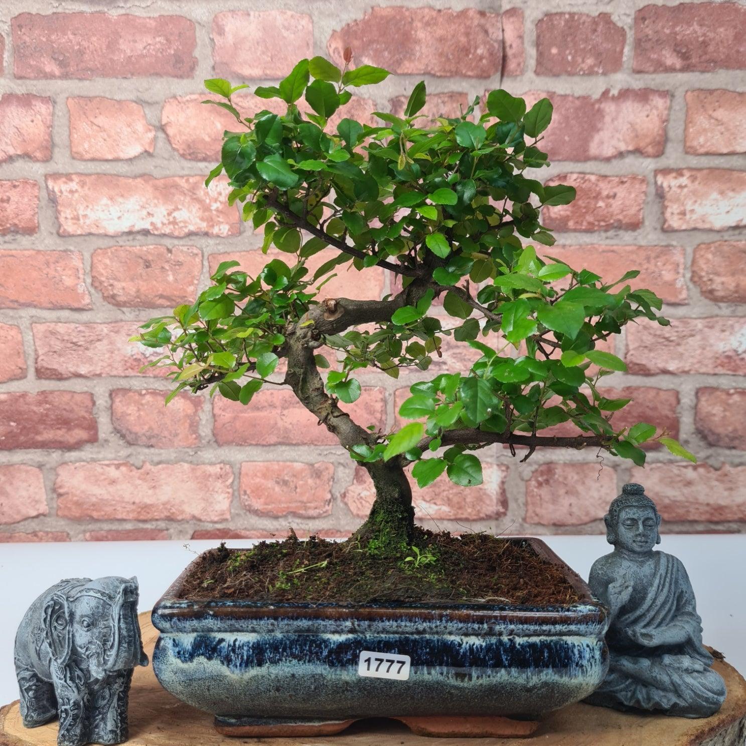 Bird Plum (Sageretia) Bonsai Tree | Shaped | In 20cm Pot