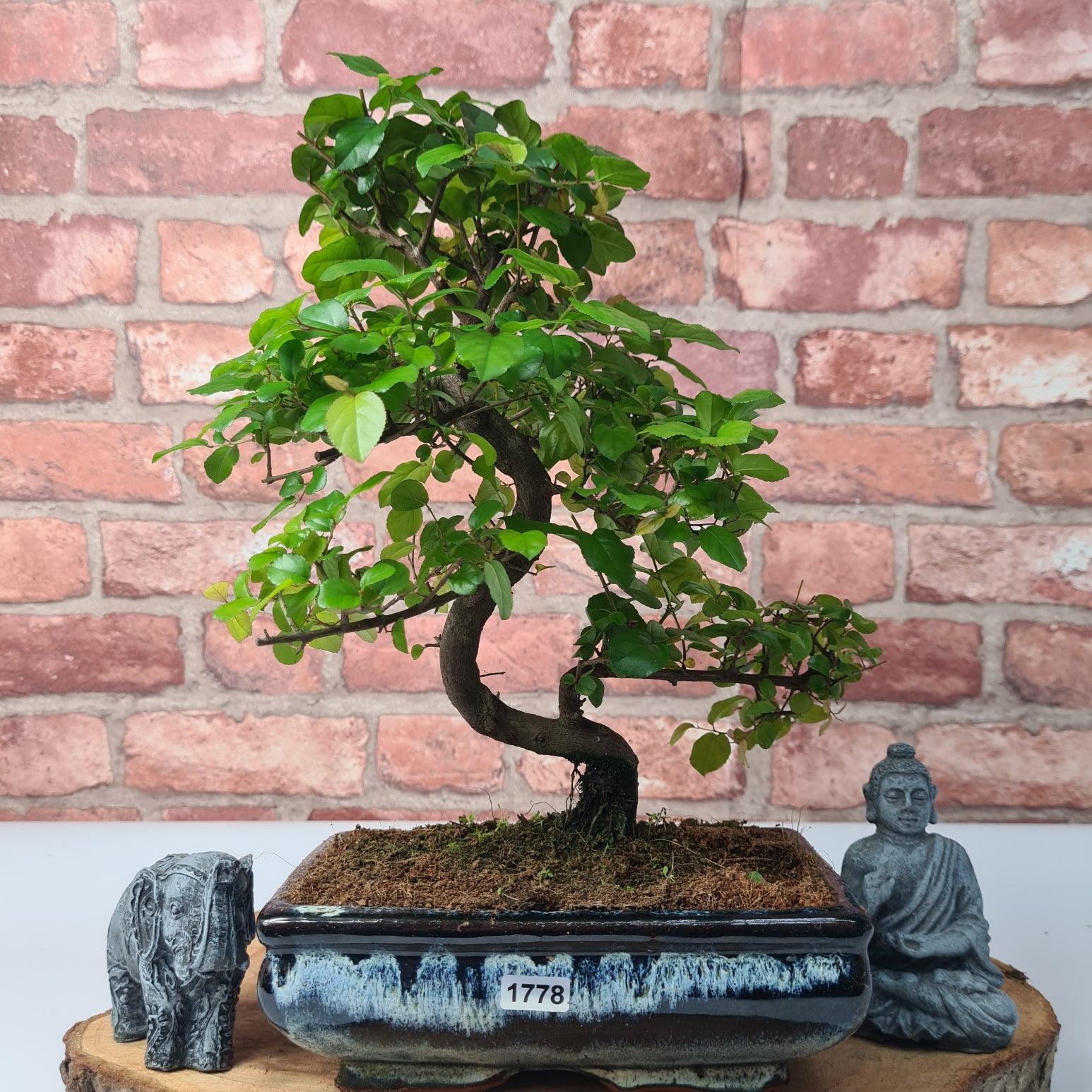 Bird Plum (Sageretia) Bonsai Tree | Shaped | In 20cm Pot