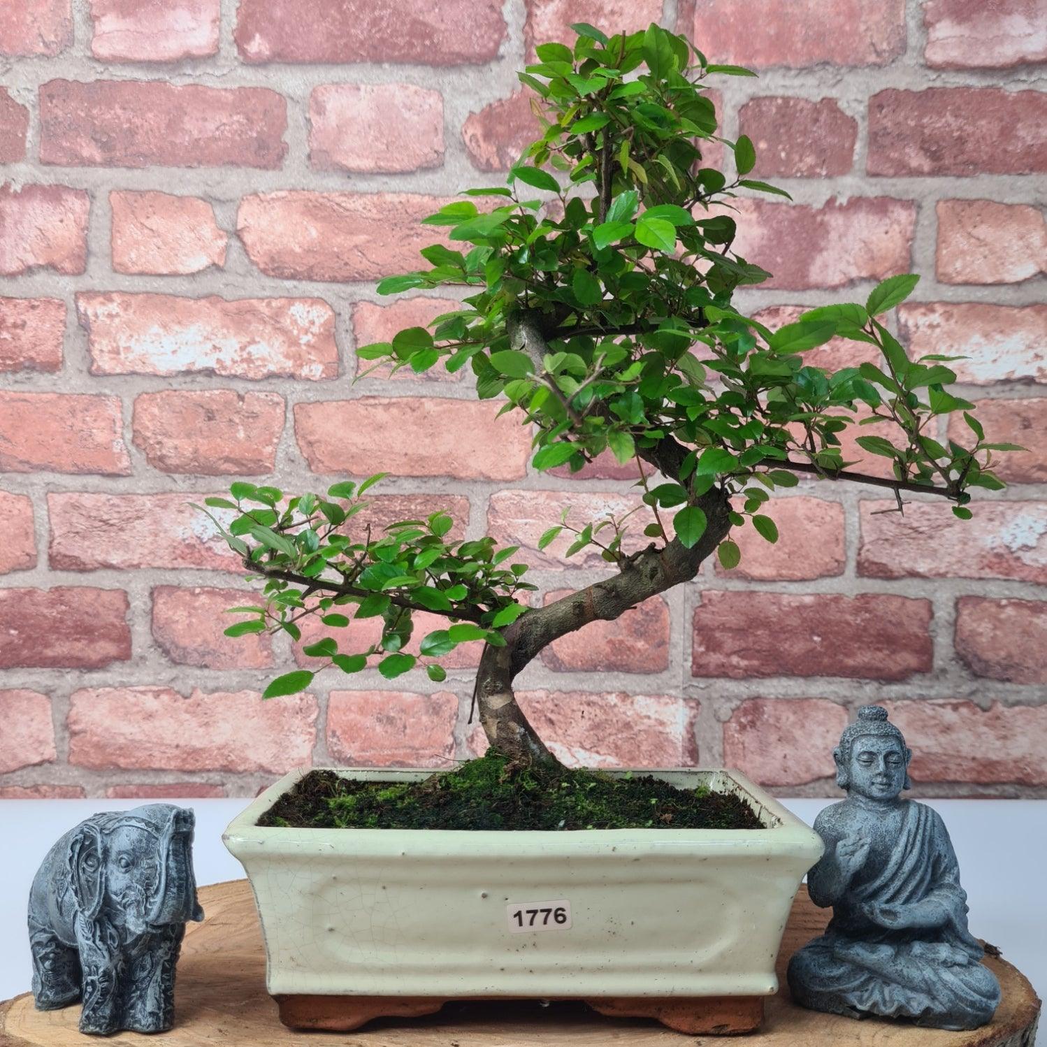 Bird Plum (Sageretia) Bonsai Tree | Shaped | In 20cm Pot
