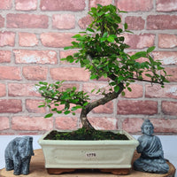 Bird Plum (Sageretia) Bonsai Tree | Shaped | In 20cm Pot