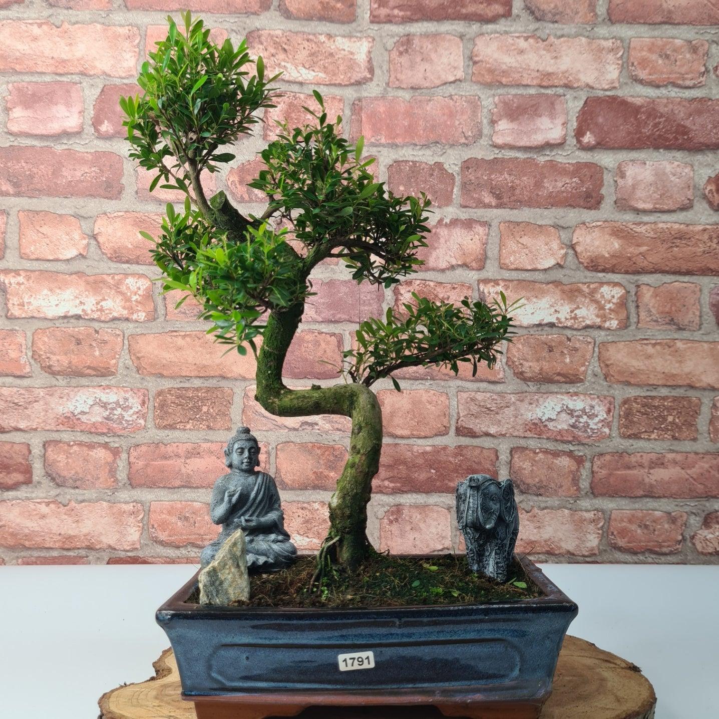 Brush Cherry (Syzygium) Bonsai Tree | Shaped | In 25cm Pot