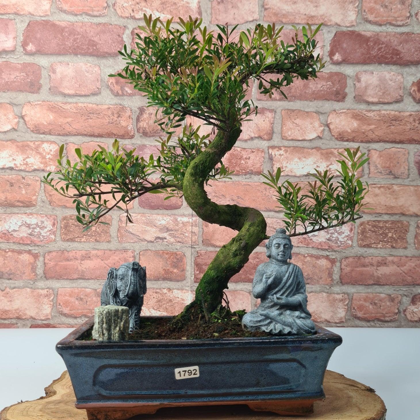 Brush Cherry (Syzygium) Bonsai Tree | Shaped | In 25cm Pot
