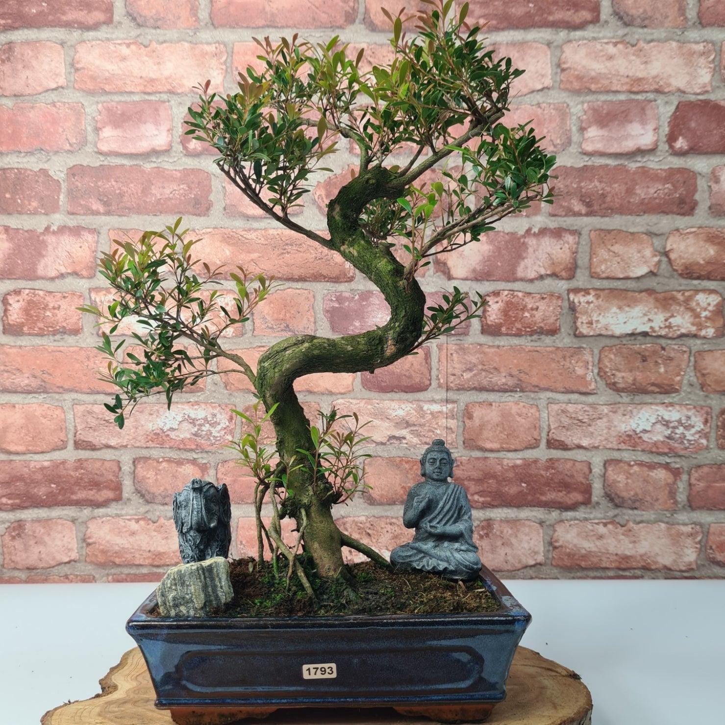 Brush Cherry (Syzygium) Bonsai Tree | Shaped | In 25cm Pot