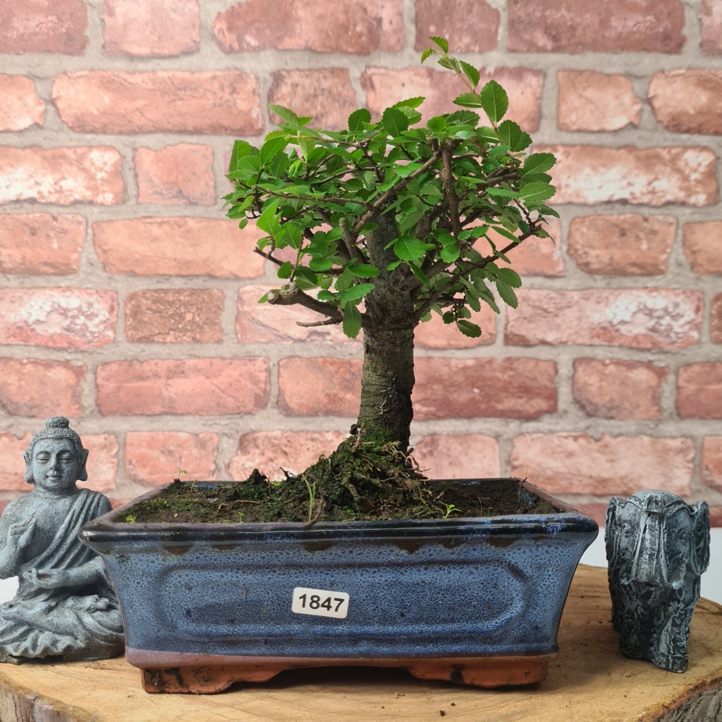 Chinese Elm (Ulmus Parvifolia) Bonsai Tree | Broom | In 20cm Pot