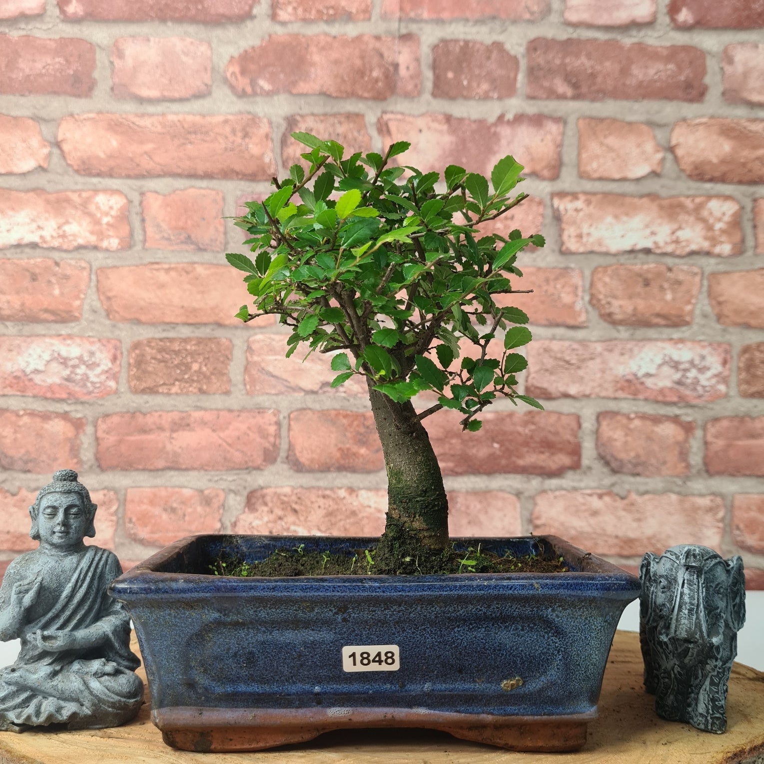 Chinese Elm (Ulmus Parvifolia) Bonsai Tree | Broom | In 20cm Pot