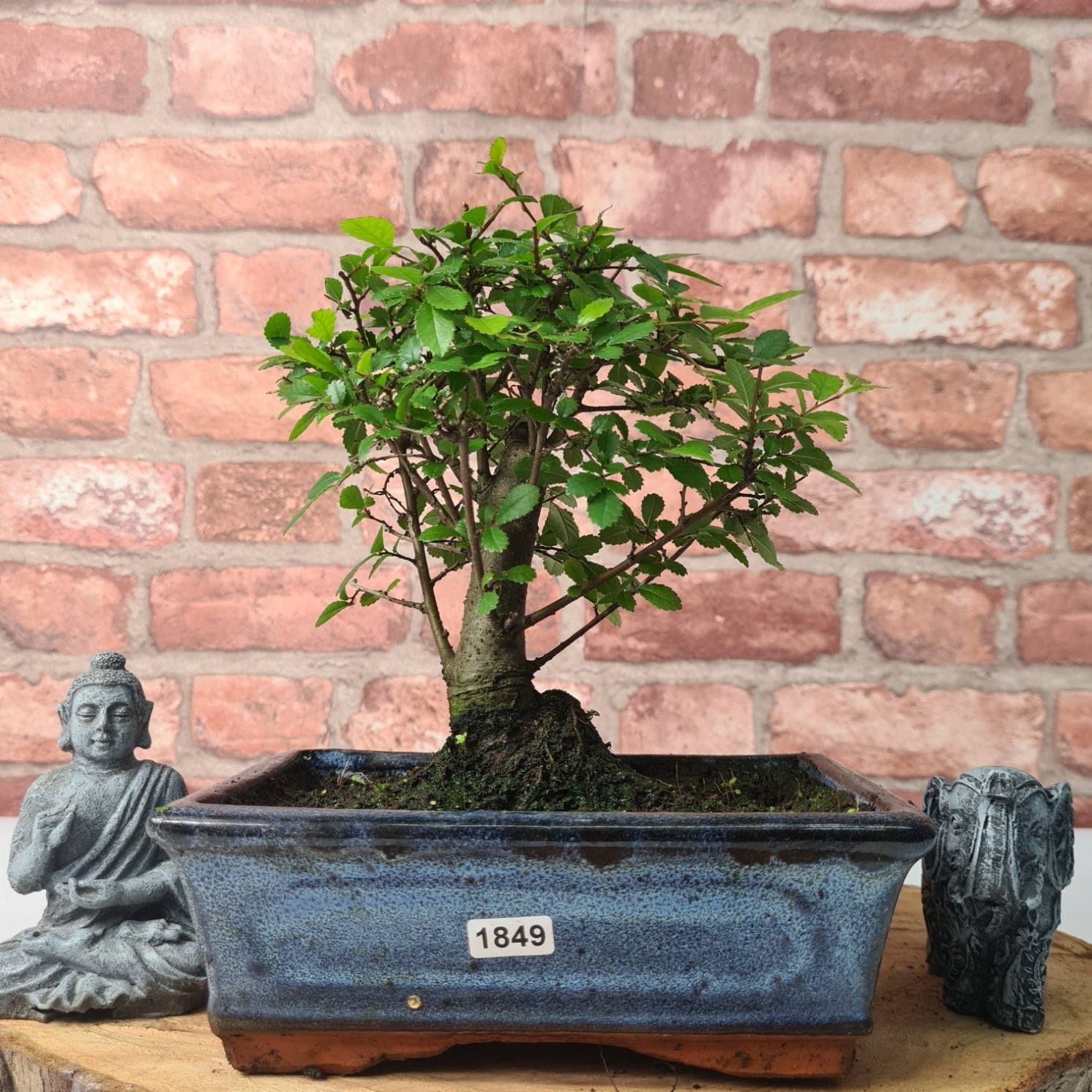 Chinese Elm (Ulmus Parvifolia) Bonsai Tree | Broom | In 20cm Pot
