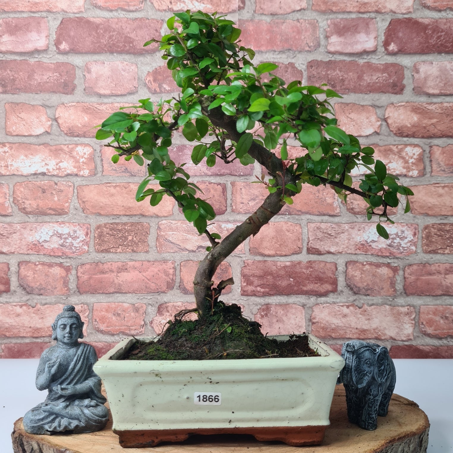 Bird Plum (Sageretia) Bonsai Tree | Shaped | In 20cm Pot