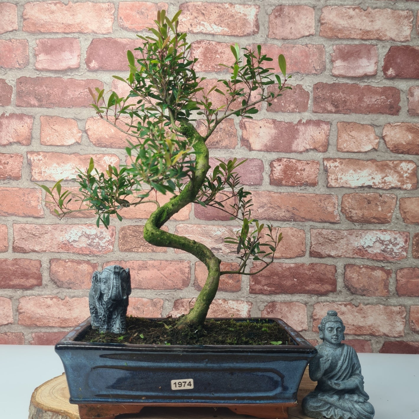 Brush Cherry (Syzygium) Bonsai Tree | Shaped | In 25cm Pot