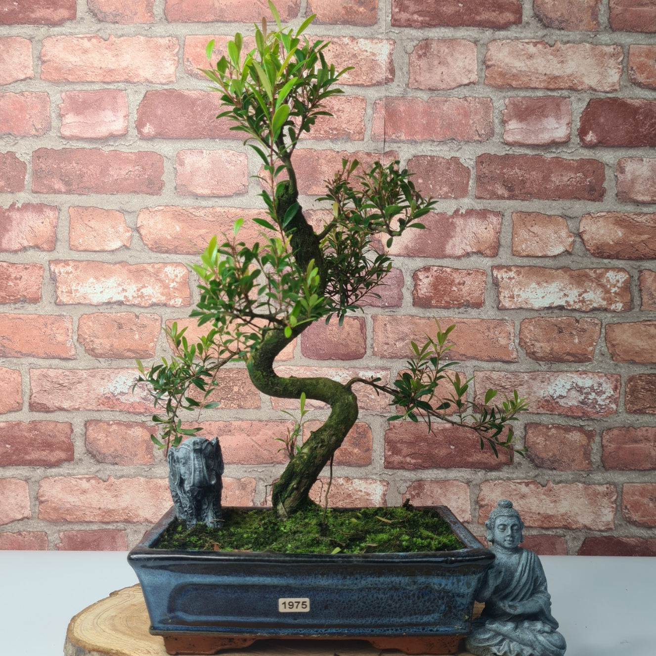 Brush Cherry (Syzygium) Bonsai Tree | Shaped | In 25cm Pot
