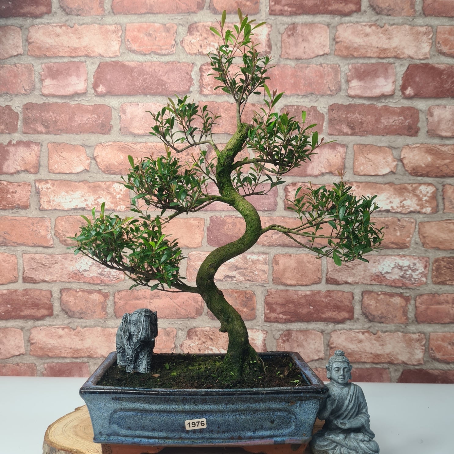 Brush Cherry (Syzygium) Bonsai Tree | Shaped | In 25cm Pot