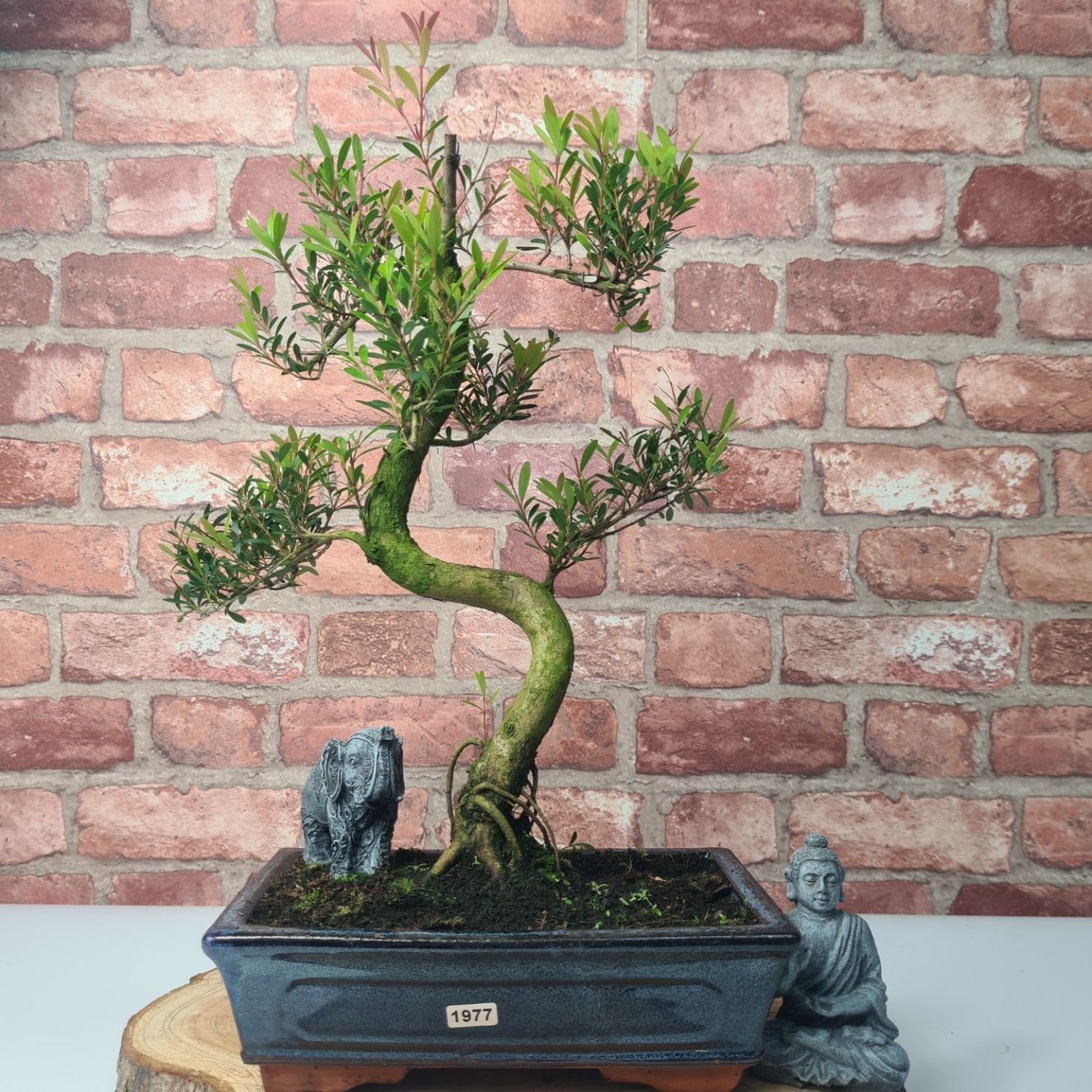 Brush Cherry (Syzygium) Bonsai Tree | Shaped | In 25cm Pot