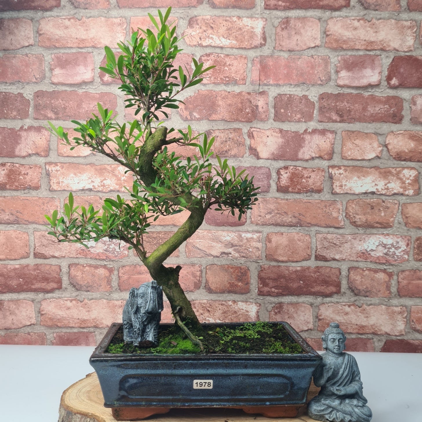 Brush Cherry (Syzygium) Bonsai Tree | Shaped | In 25cm Pot