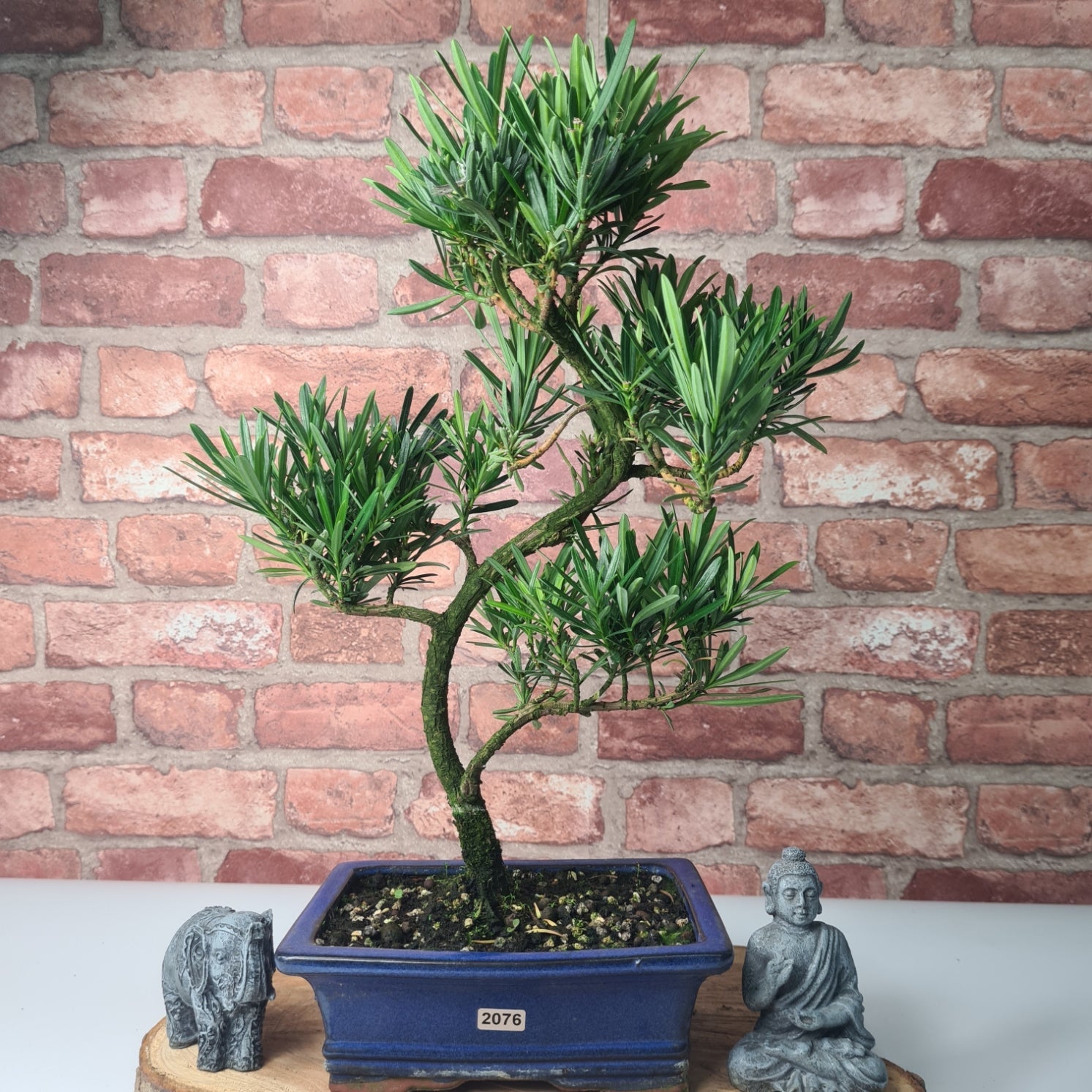 Buddhist Pine (Podocarpus Micro) Bonsai Tree | Shaped | In 20cm Pot